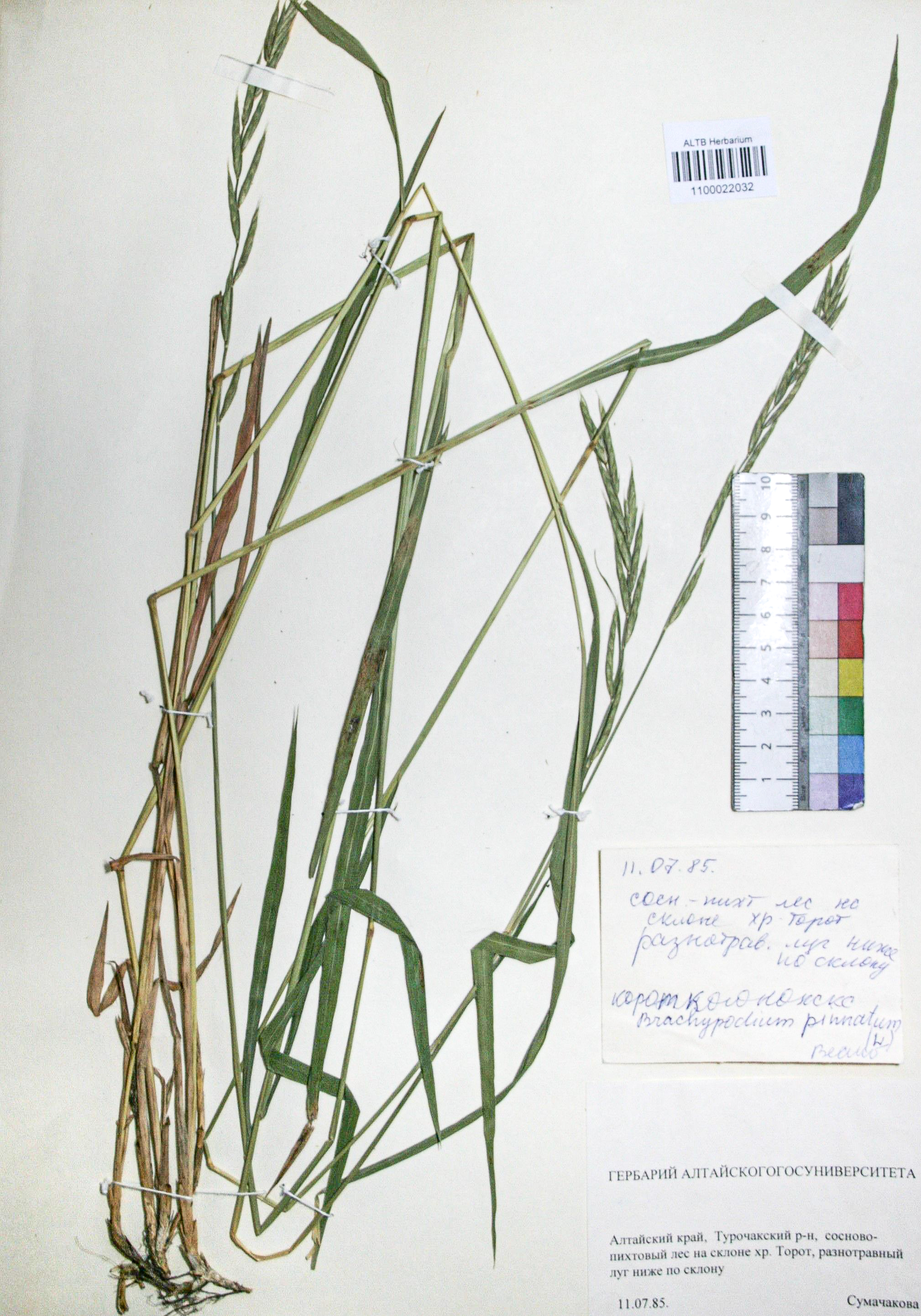 Brachypodium pinnatum (L.) Beauv. 