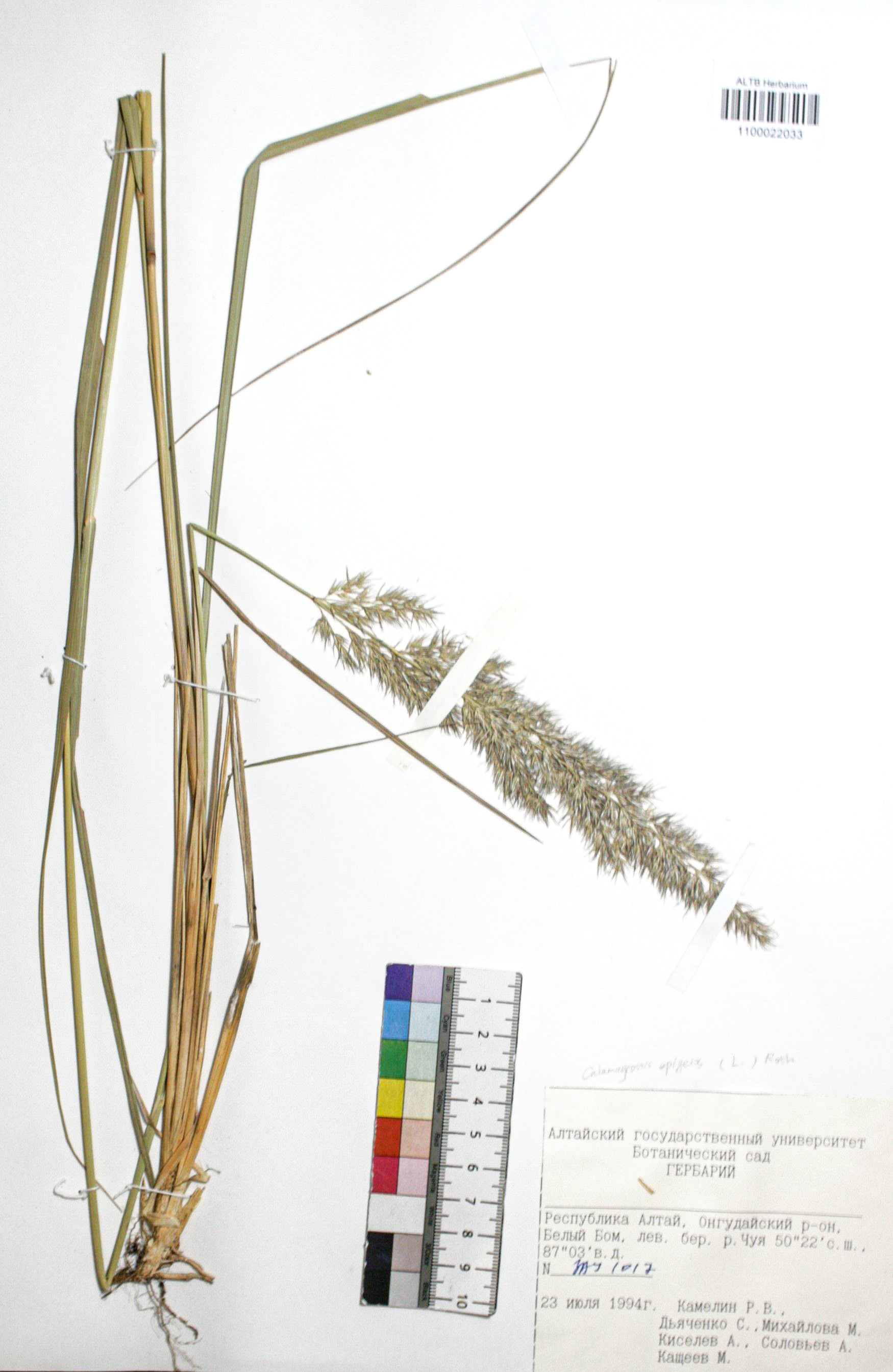 Calamagrostis epigejos (L.) Roth