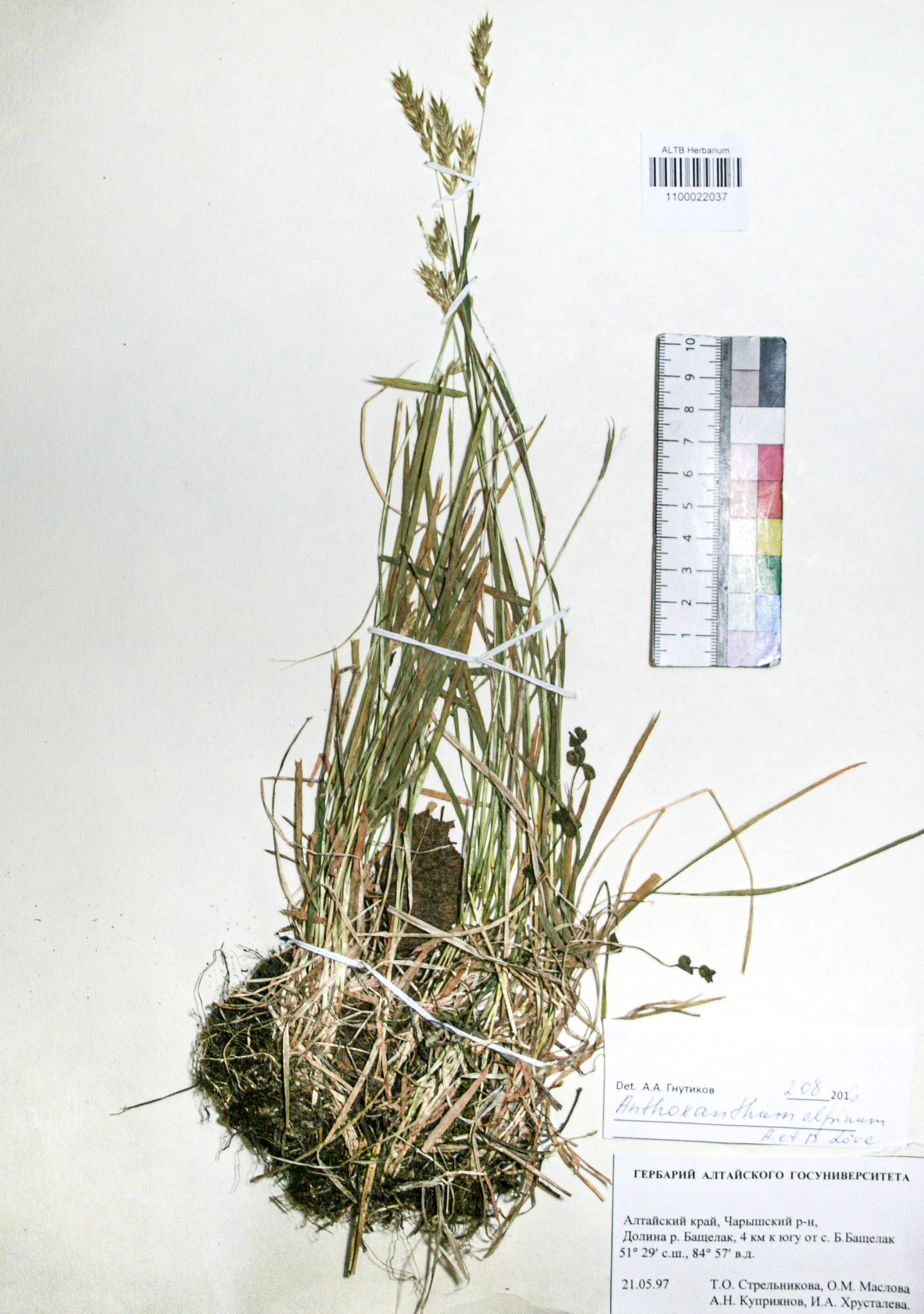 Anthoxanthum odoratum L.