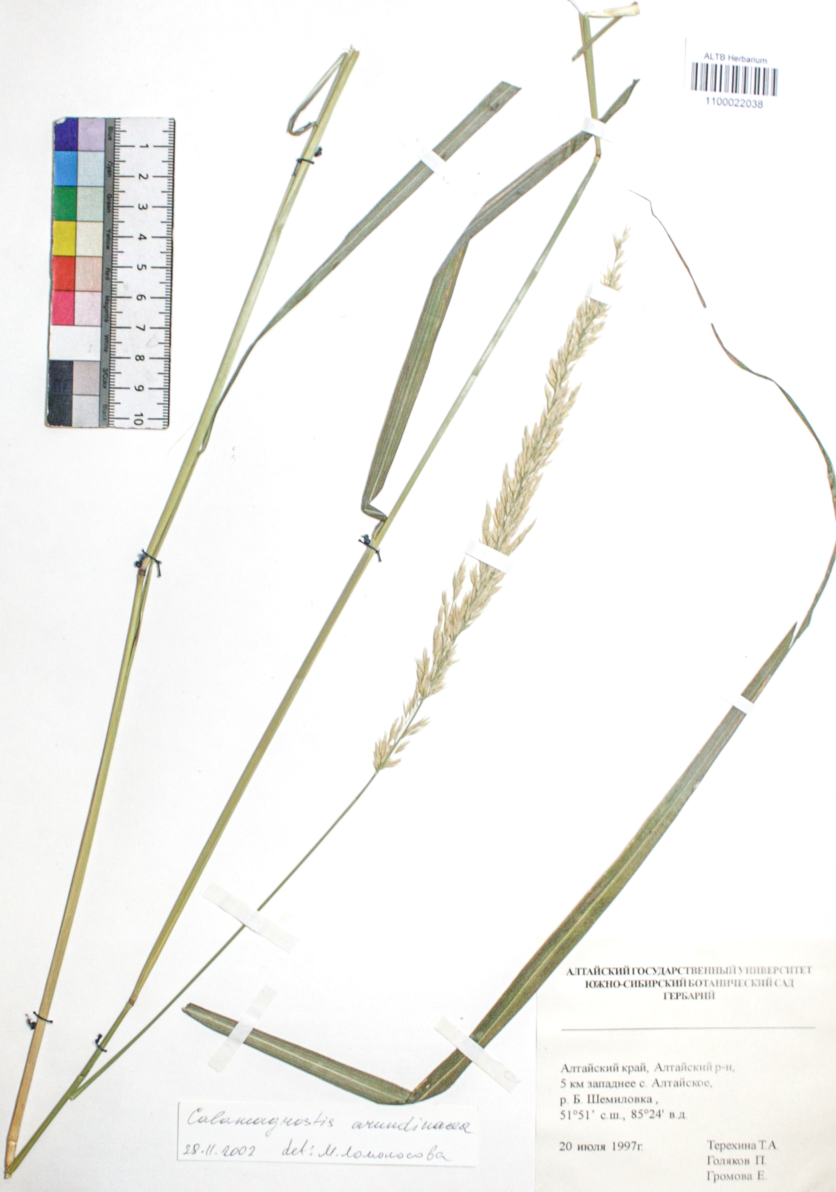 Calamagrostis arundinacea (L.) Roth