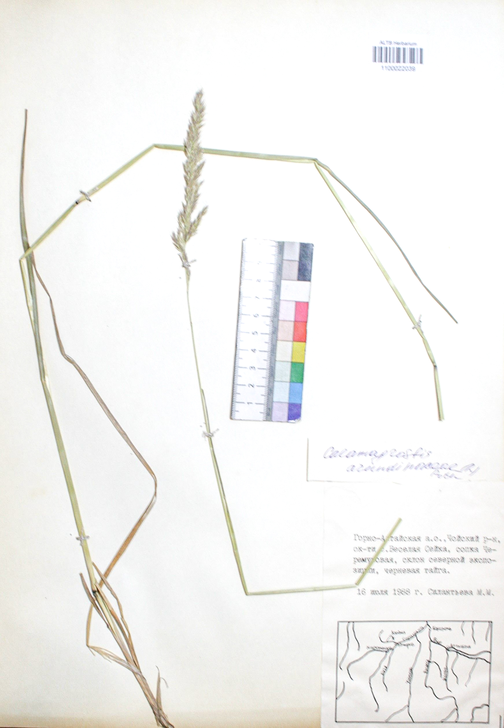 Calamagrostis arundinacea (L.) Roth