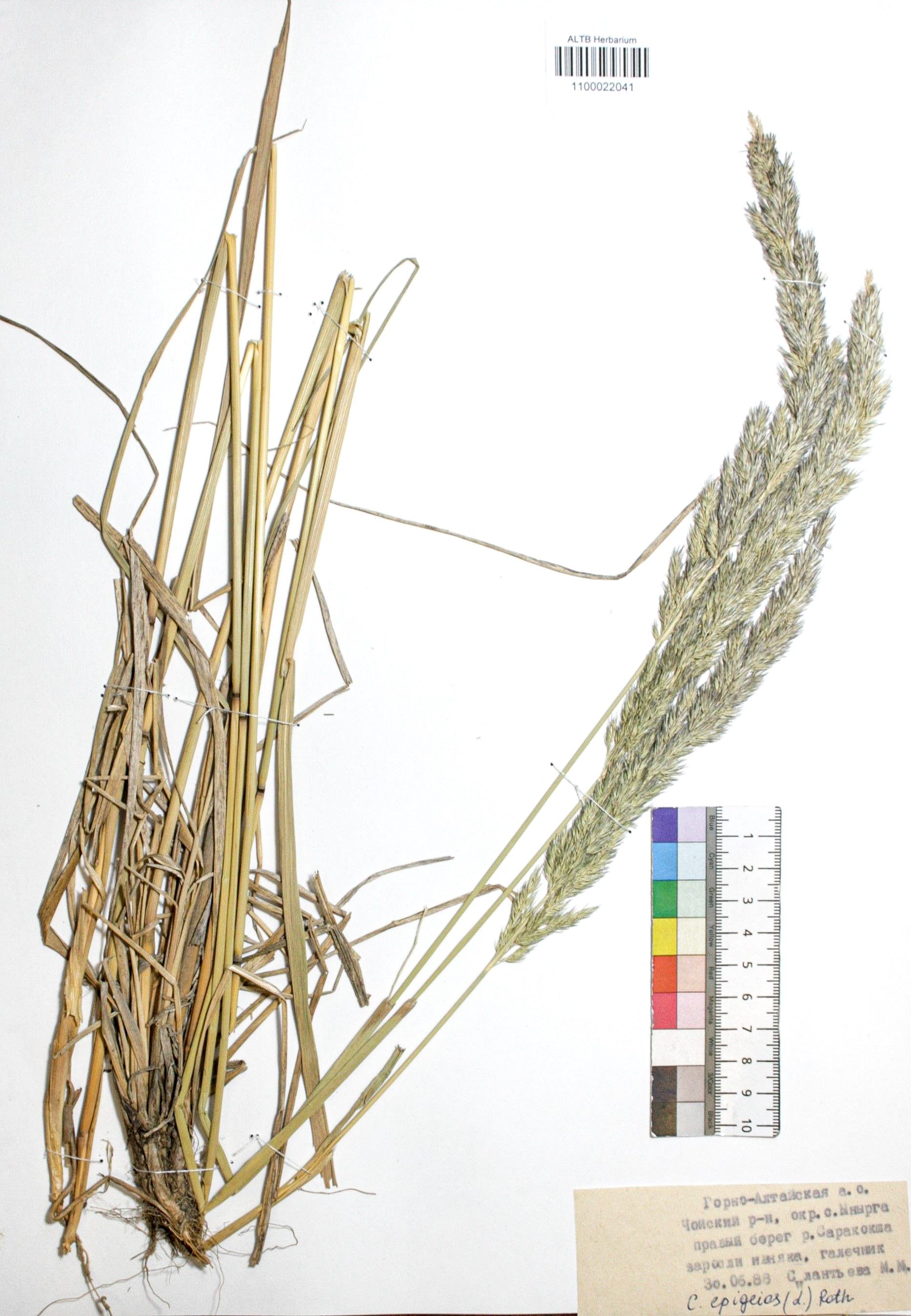 Calamagrostis epigejos (L.) Roth