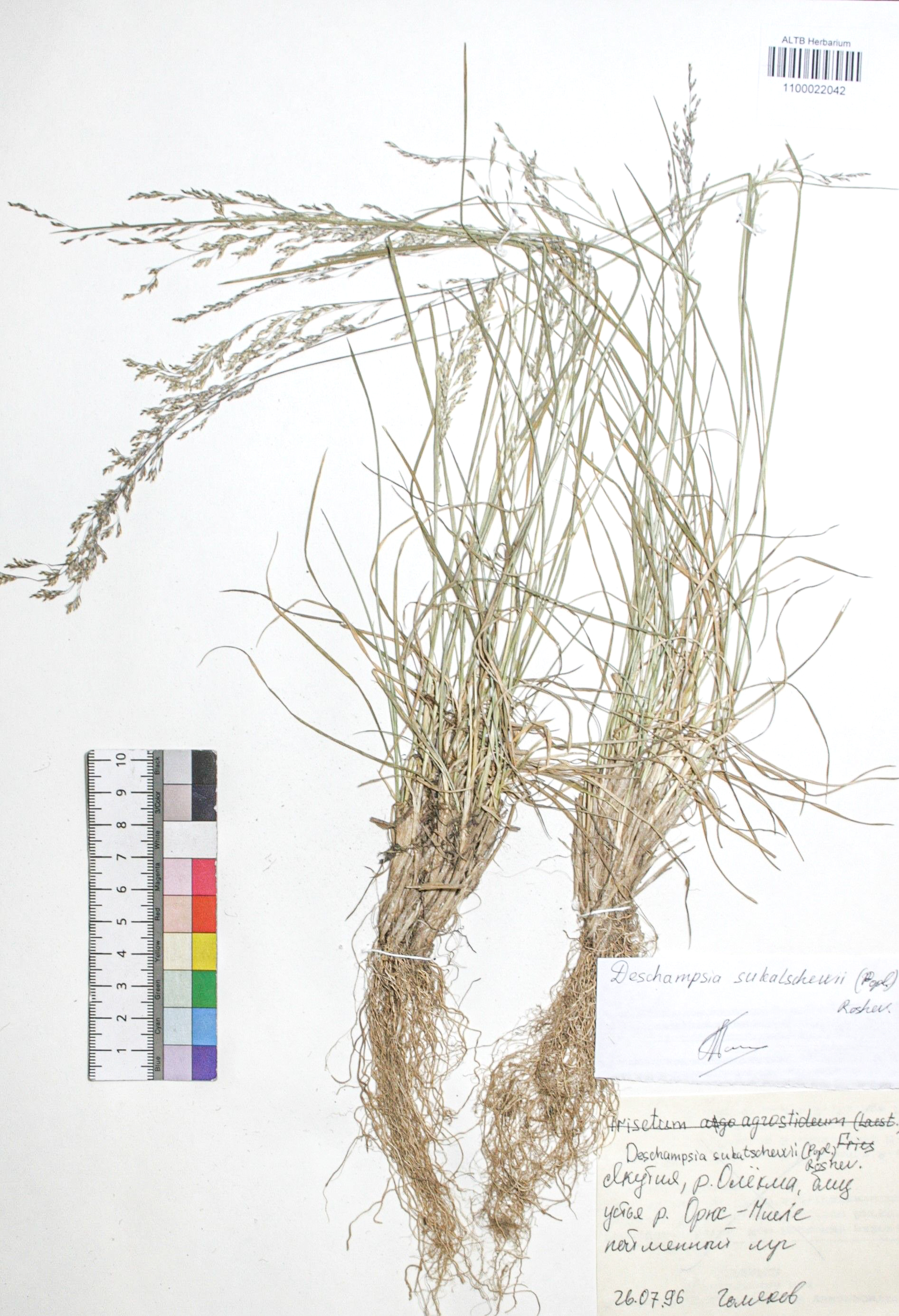 Deschampsia sukatschewii (Popl.) Roshev.