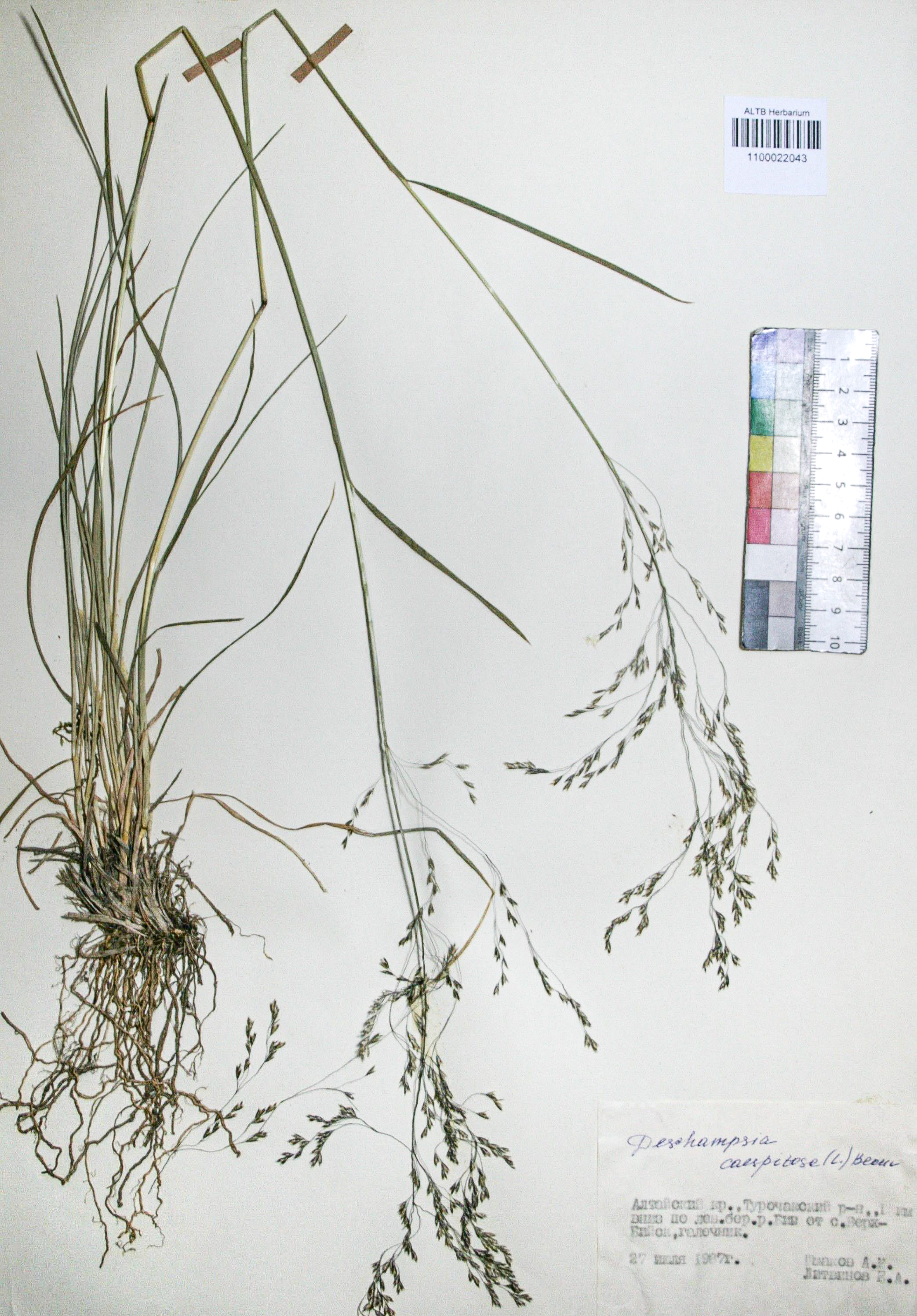 Deschampsia caespitosa (L.) Beauv.
