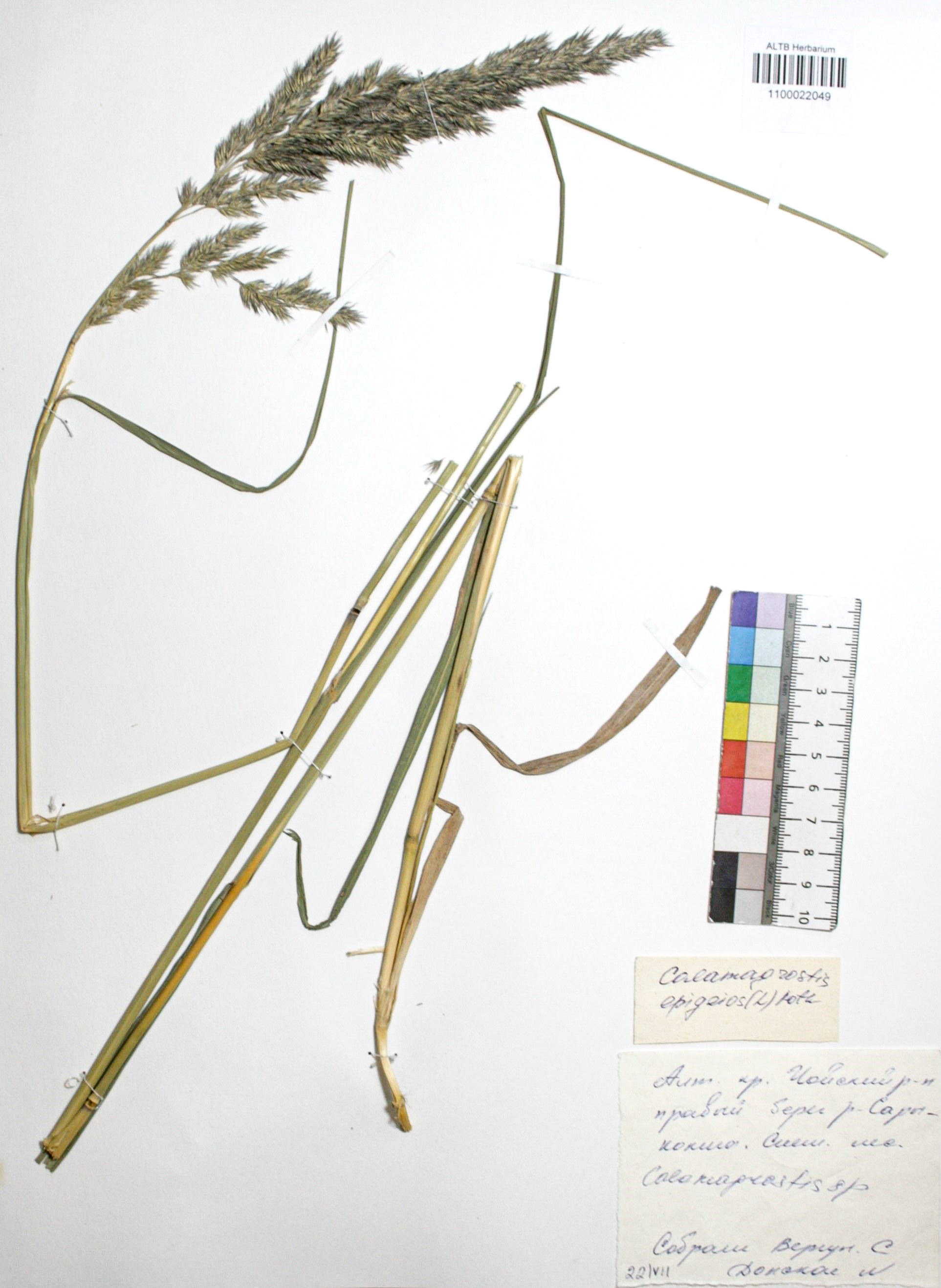 Calamagrostis epigejos (L.) Roth