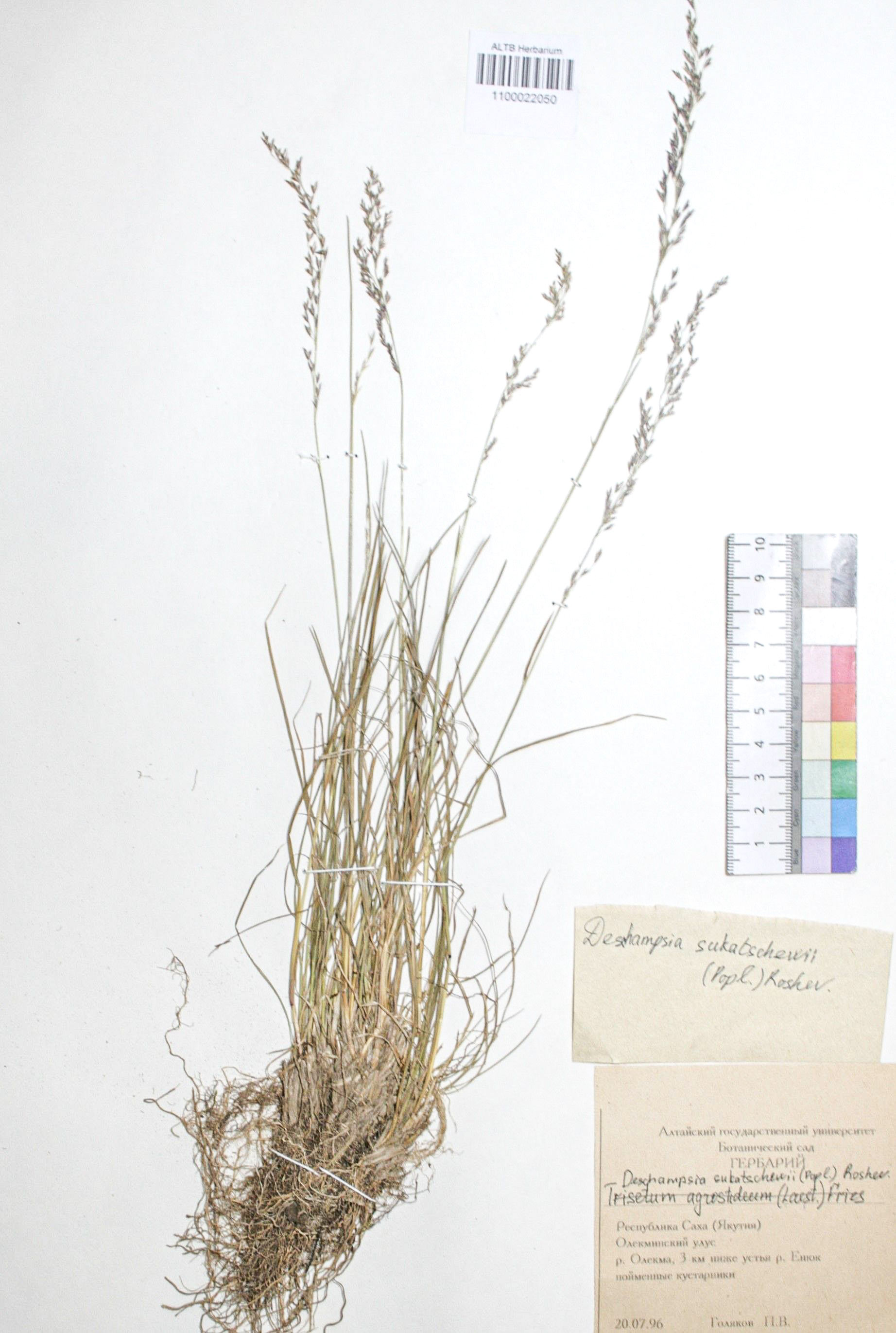 Deschampsia sukatschewii (Popl.) Roshev.