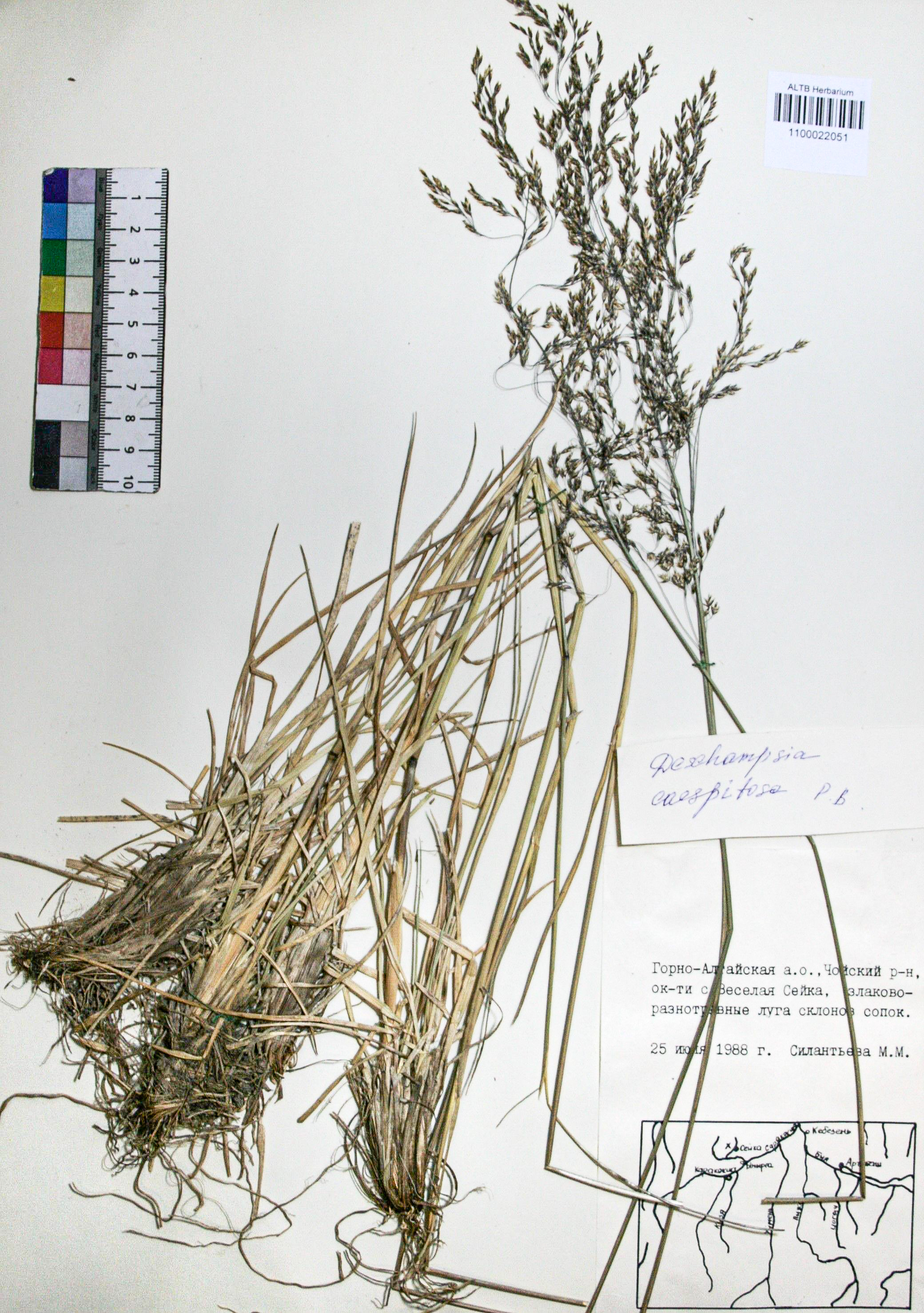 Deschampsia caespitosa (L.) Beauv.
