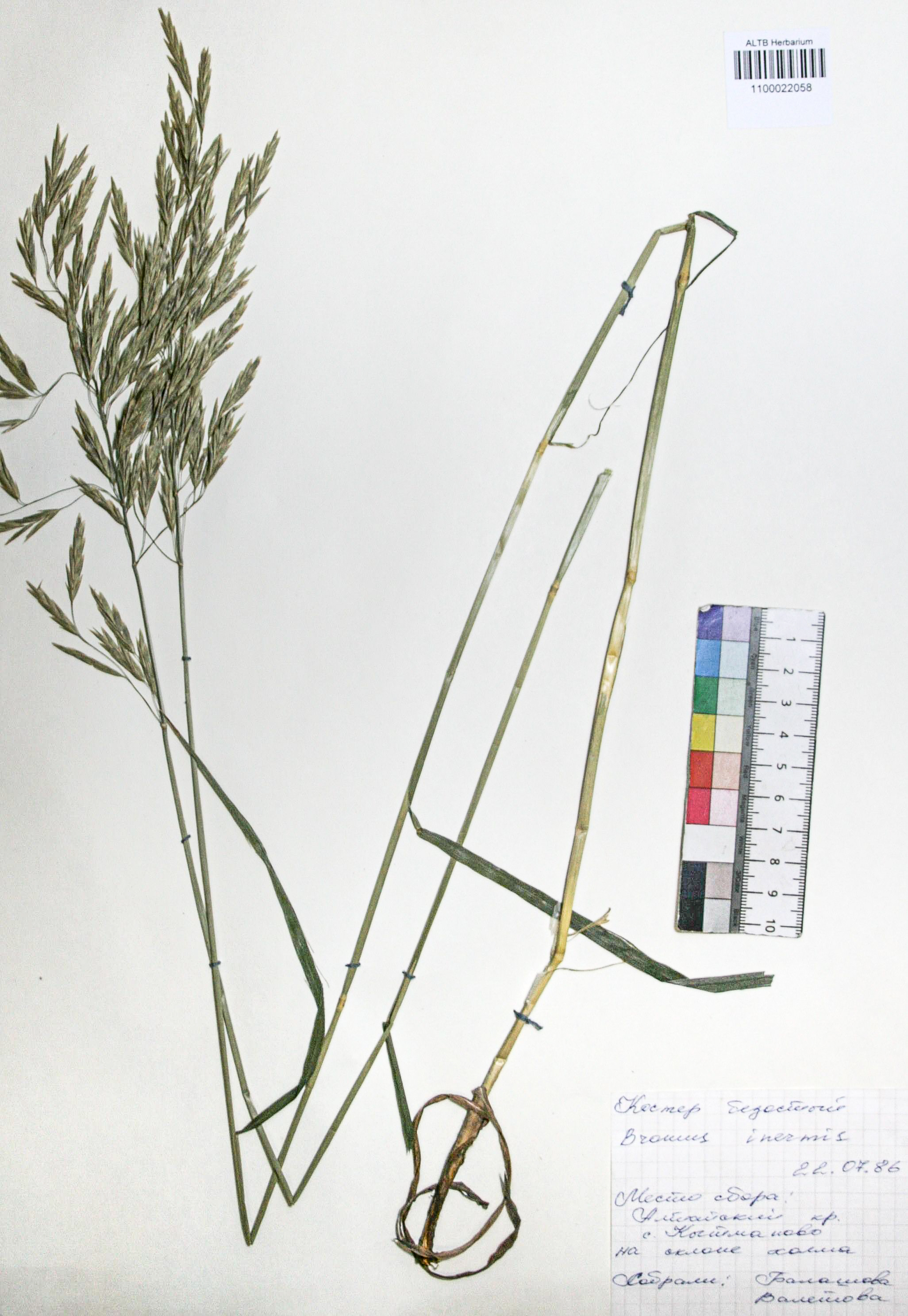 Bromopsis inermis (Leyss.) Holub. 