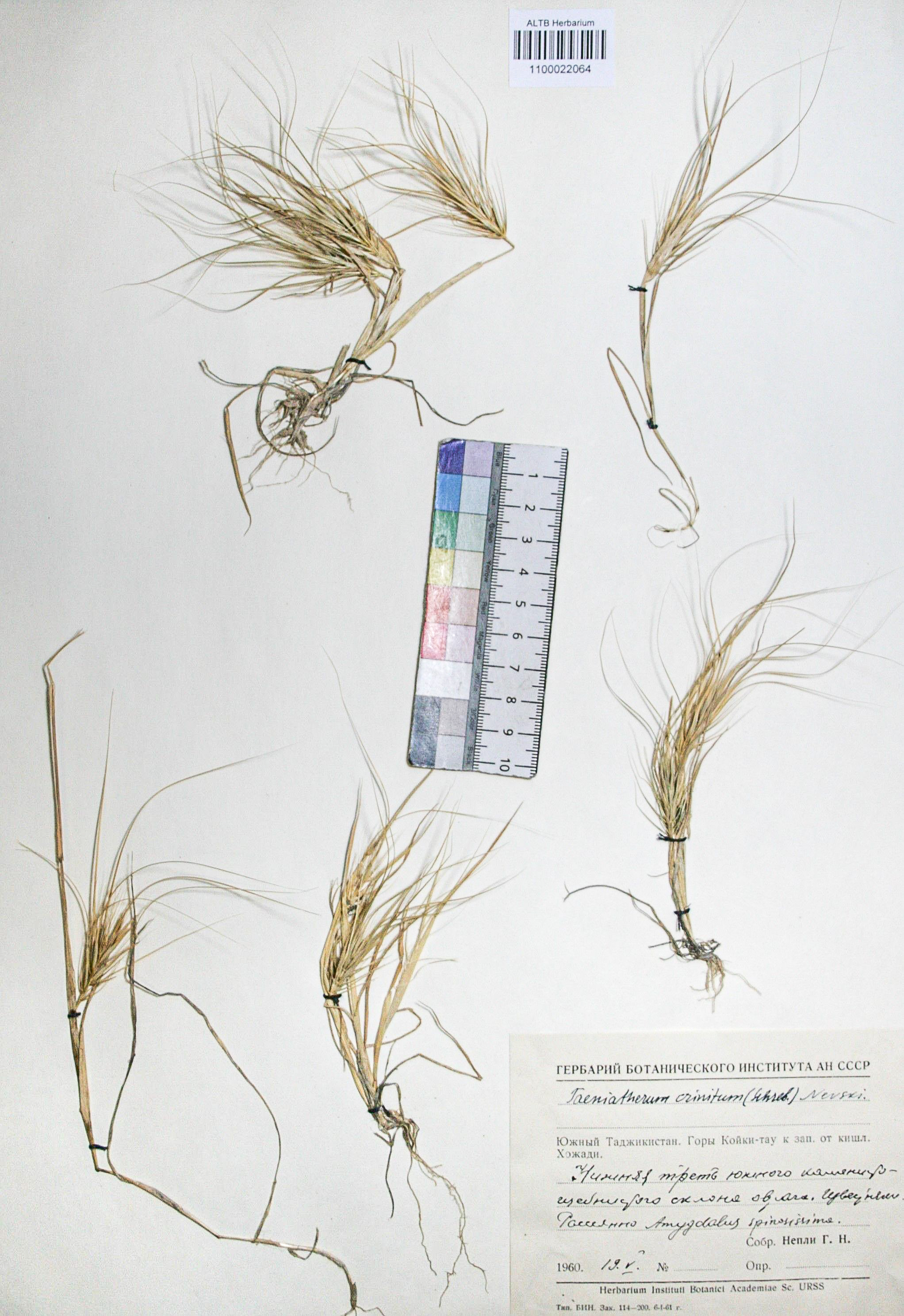 Taeniatherum crinitum (Schreb.) Nevski