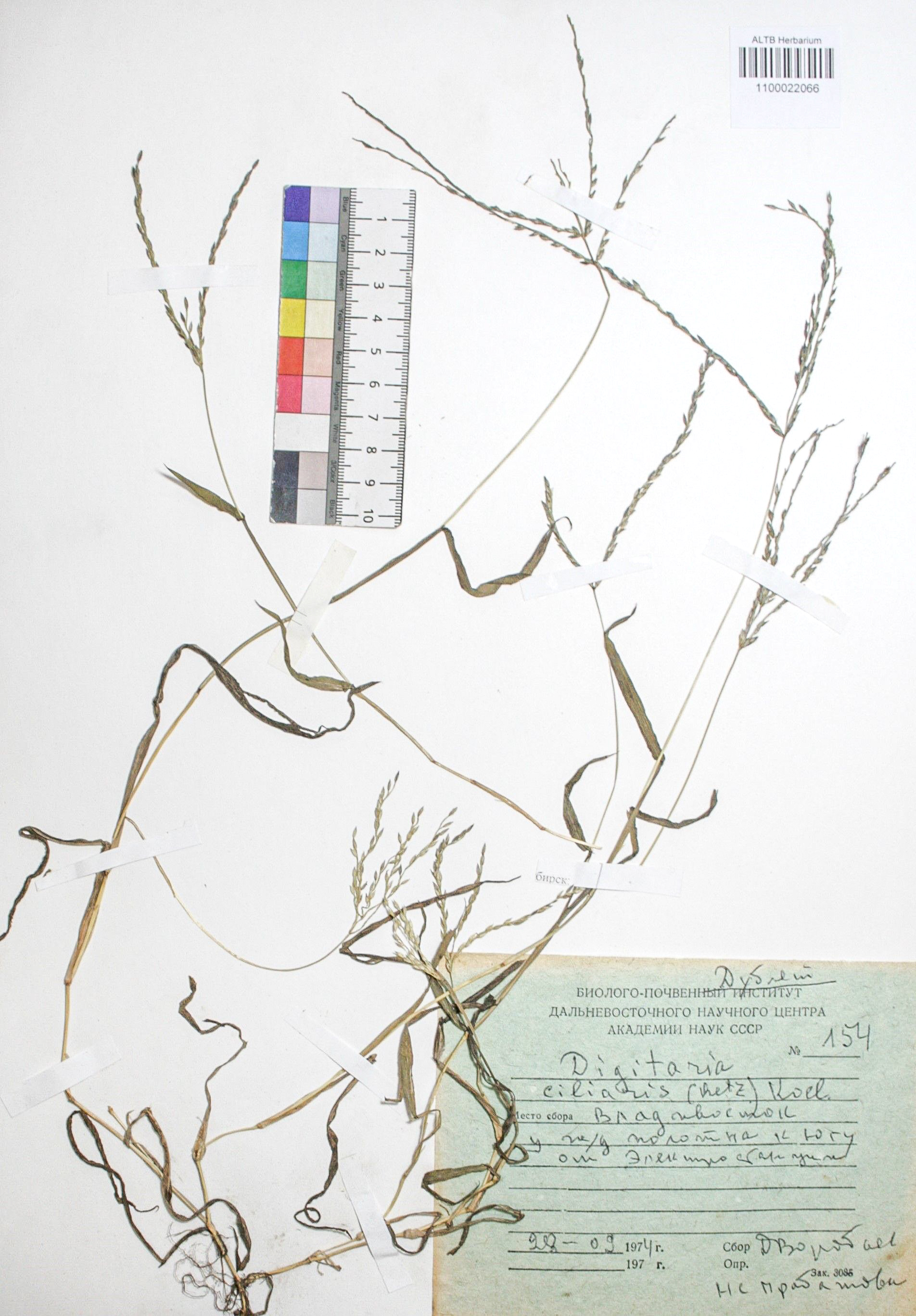 Digitaria ciliaris (Retz.) Koel. 