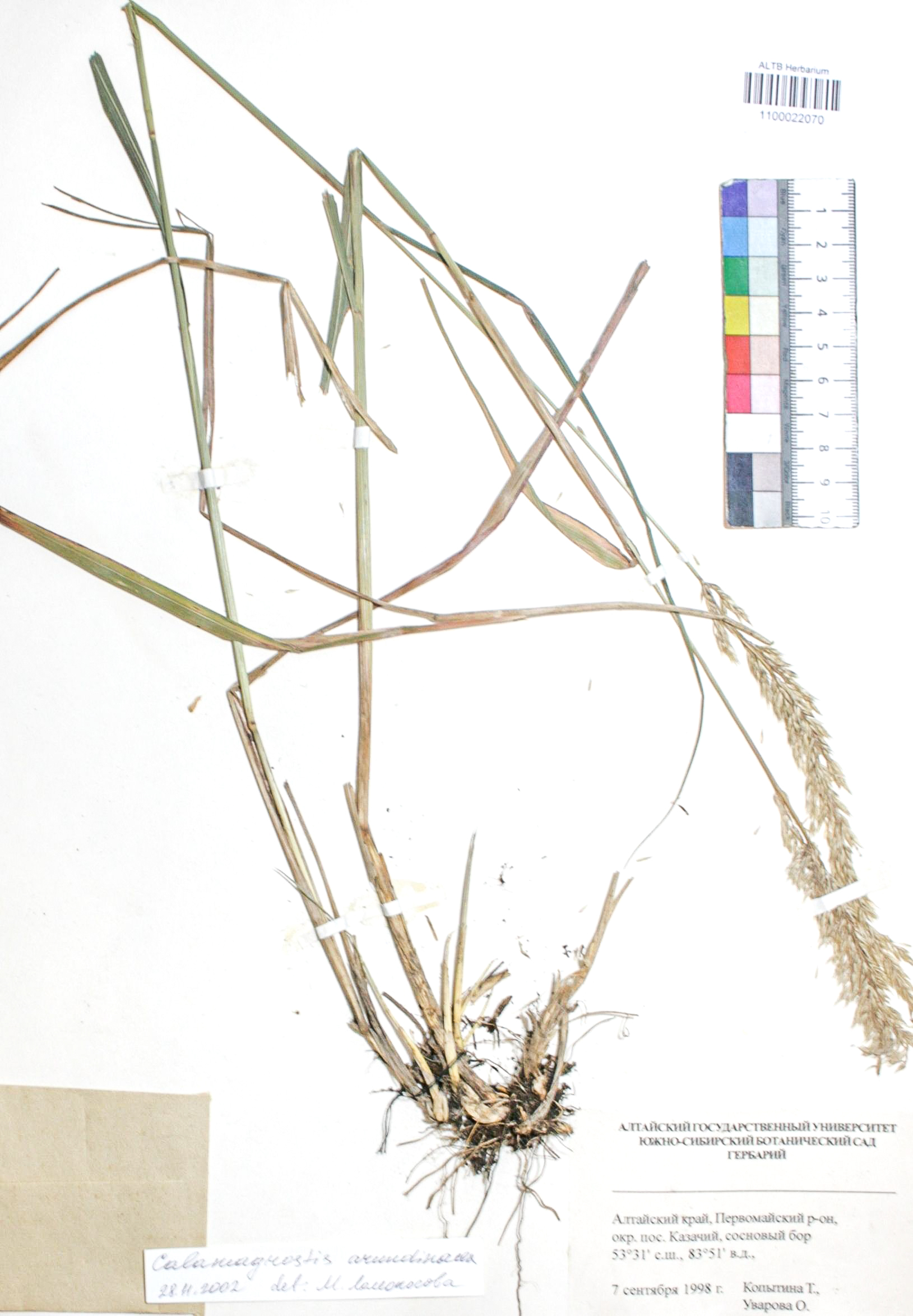 Calamagrostis arundinacea (L.) Roth