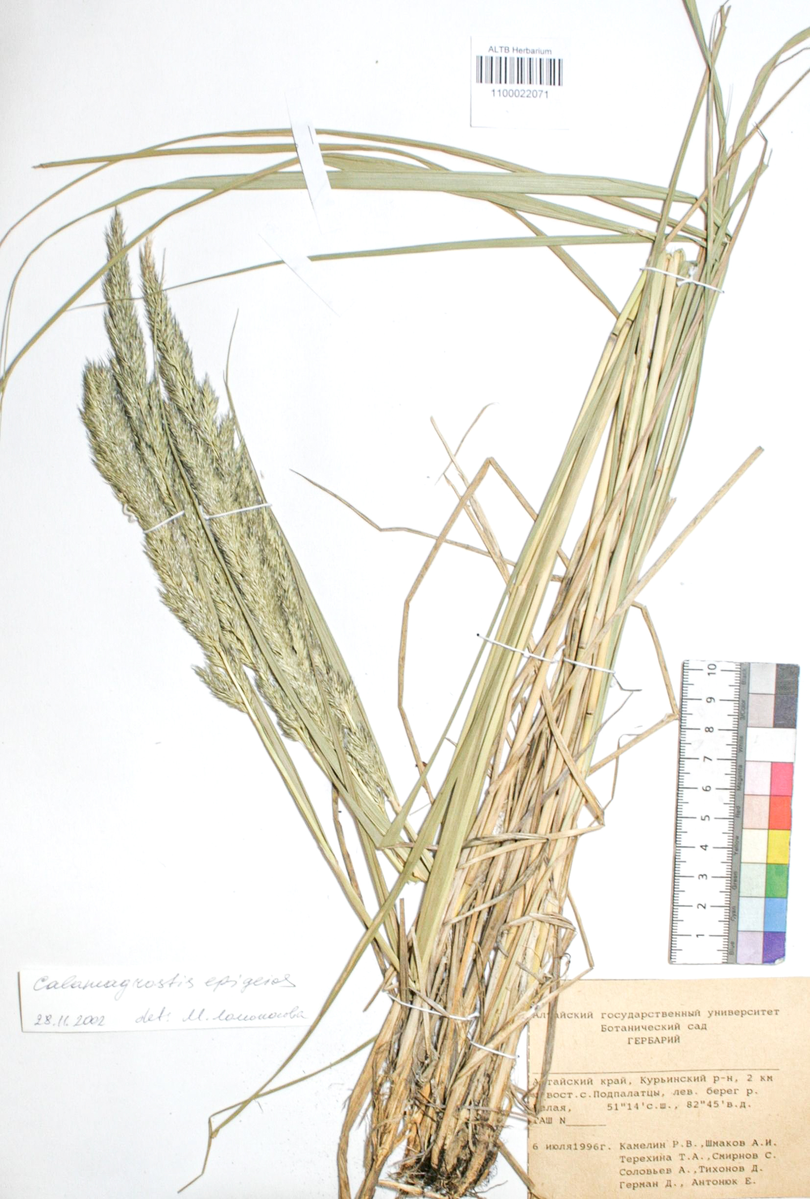 Calamagrostis epigejos (L.) Roth