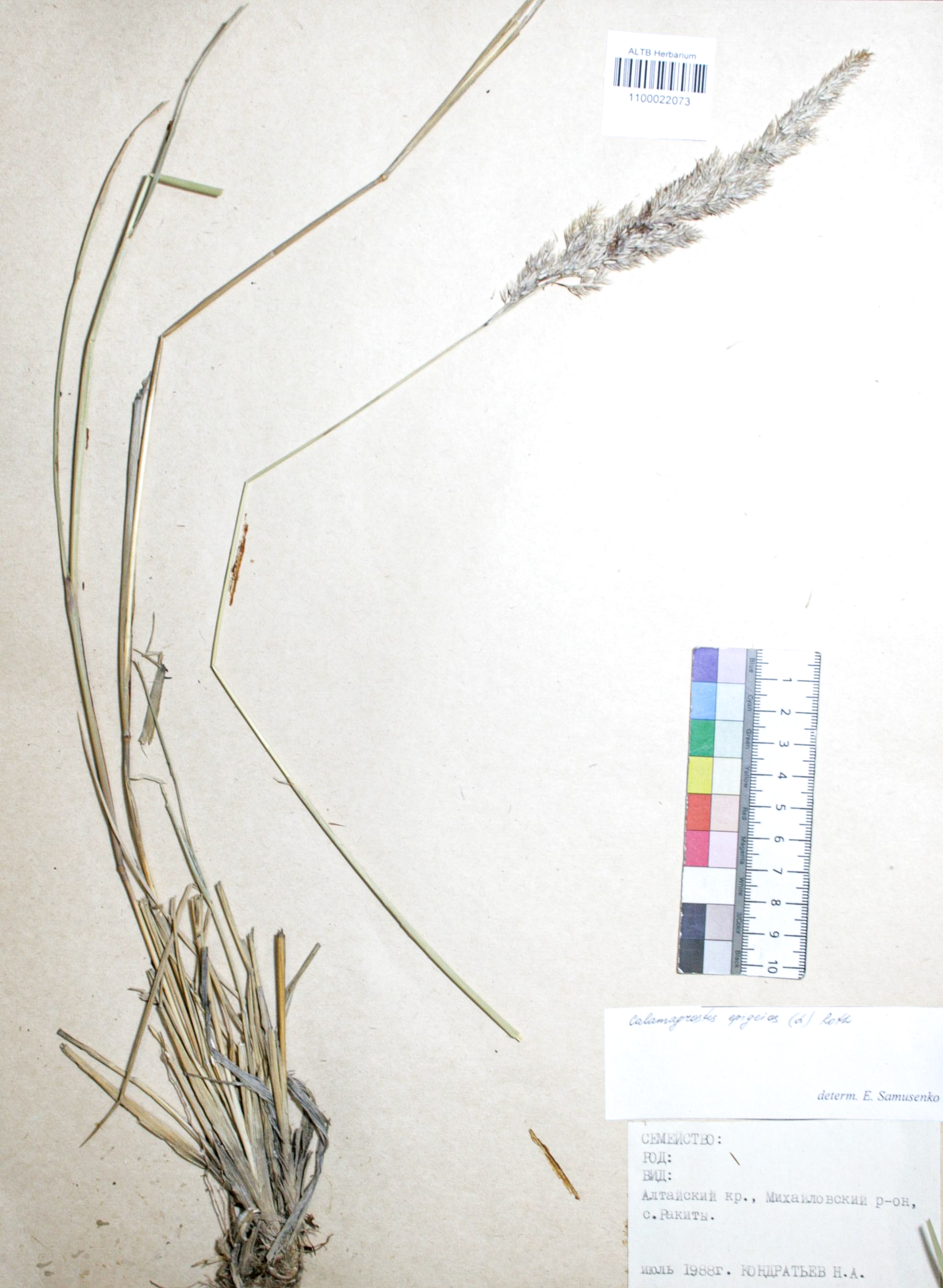 Calamagrostis epigejos (L.) Roth