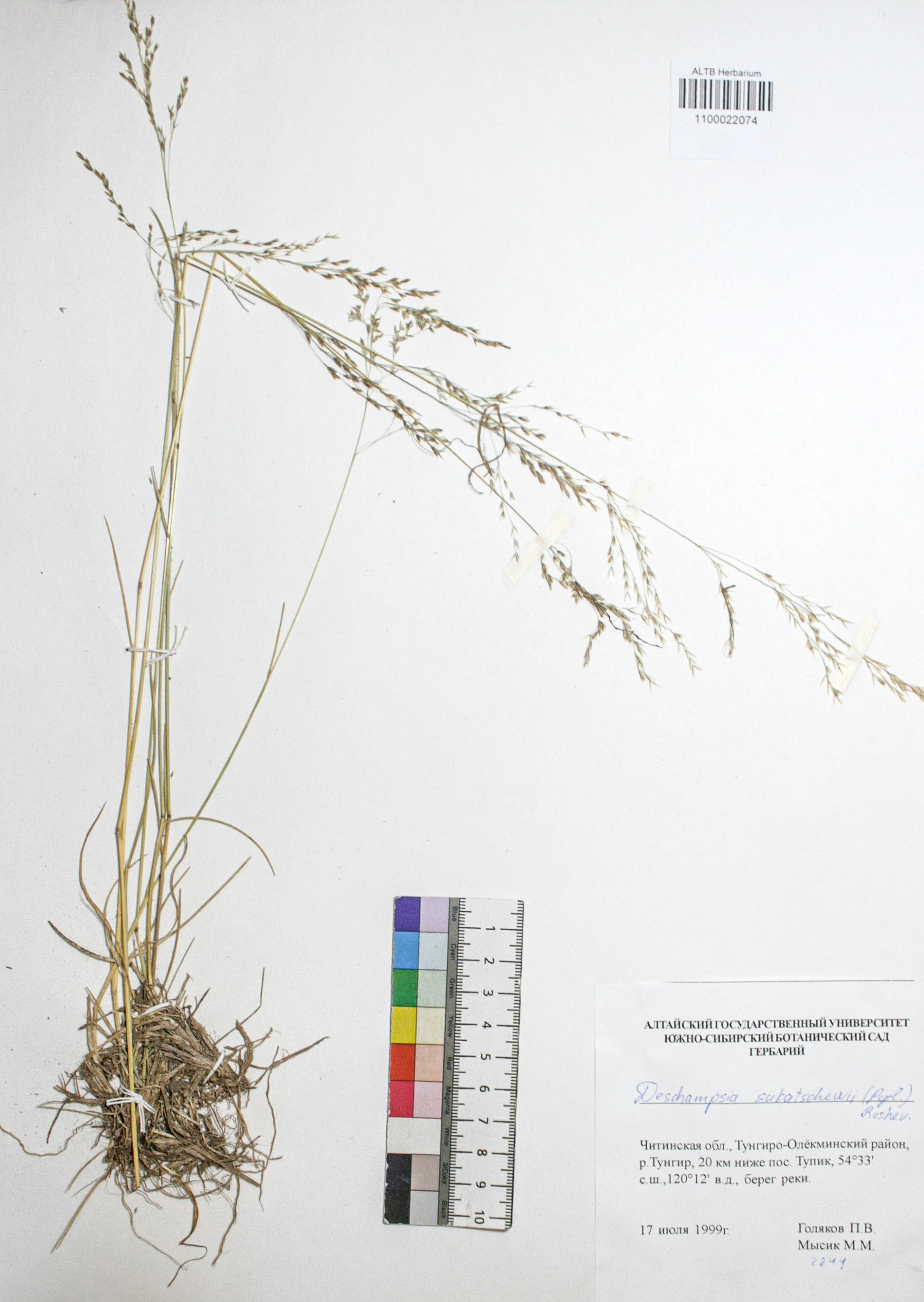 Deschampsia sukatschewii (Popl.) Roshev.