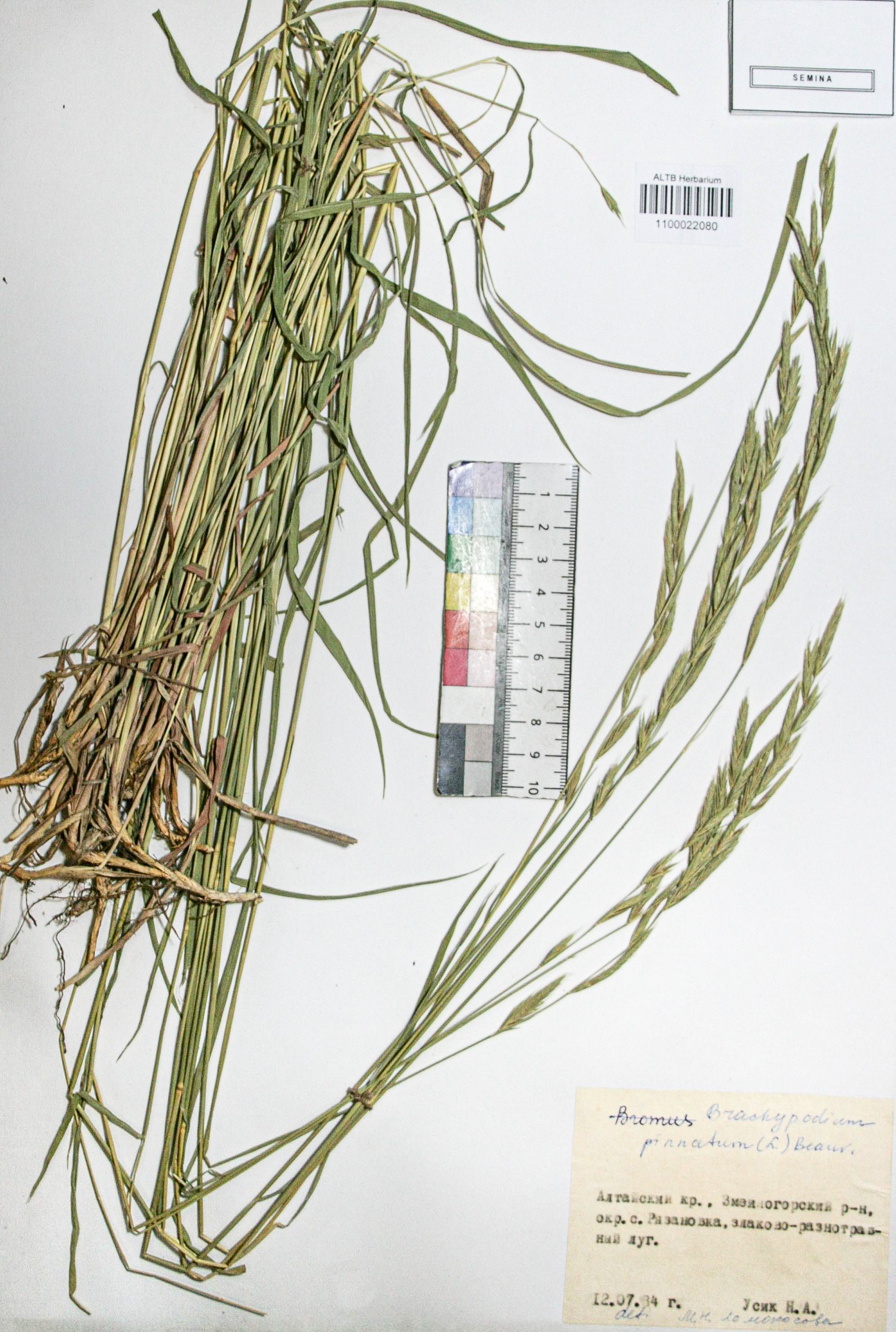 Brachypodium pinnatum (L.) Beauv. 