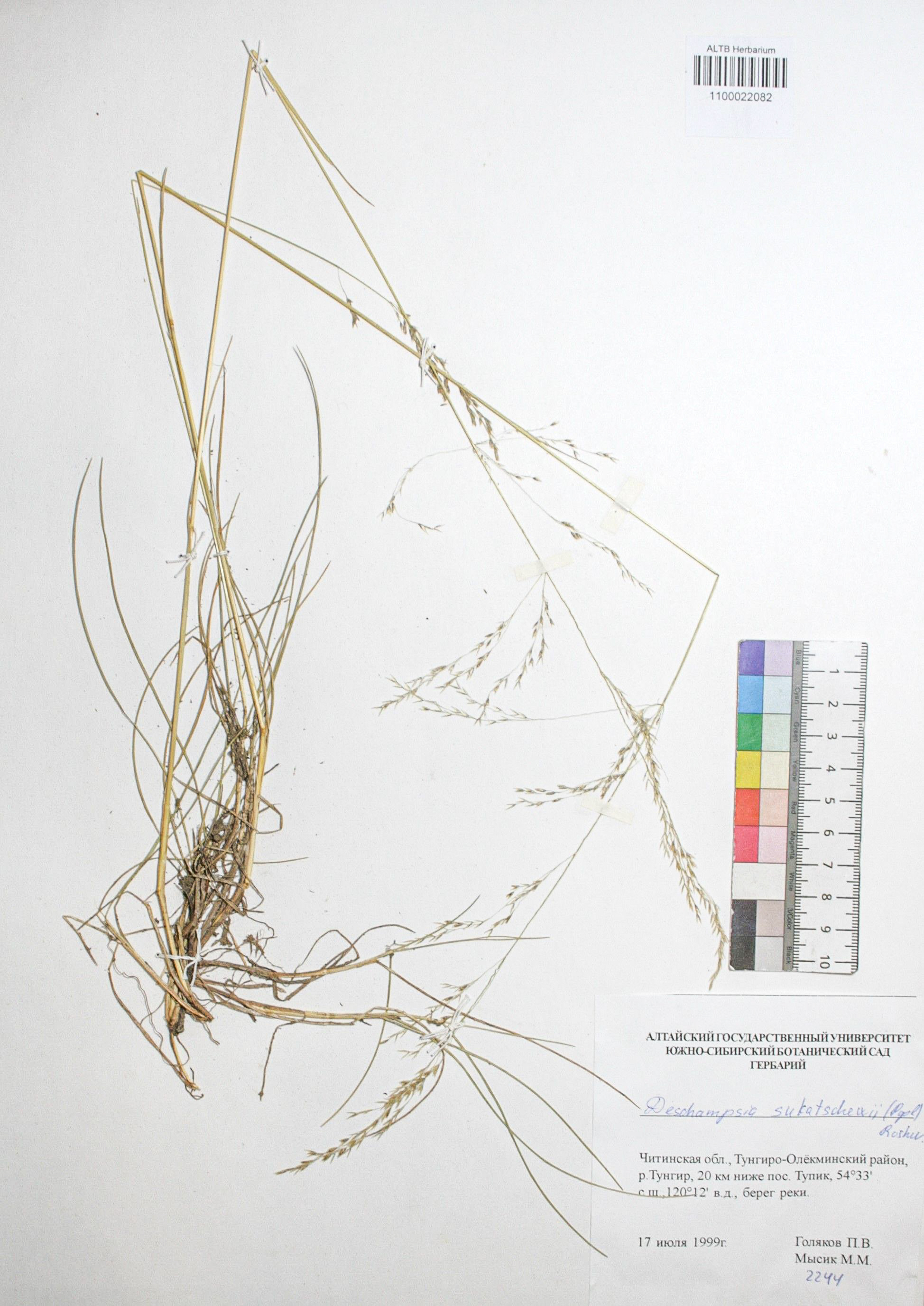 Deschampsia sukatschewii (Popl.) Roshev.