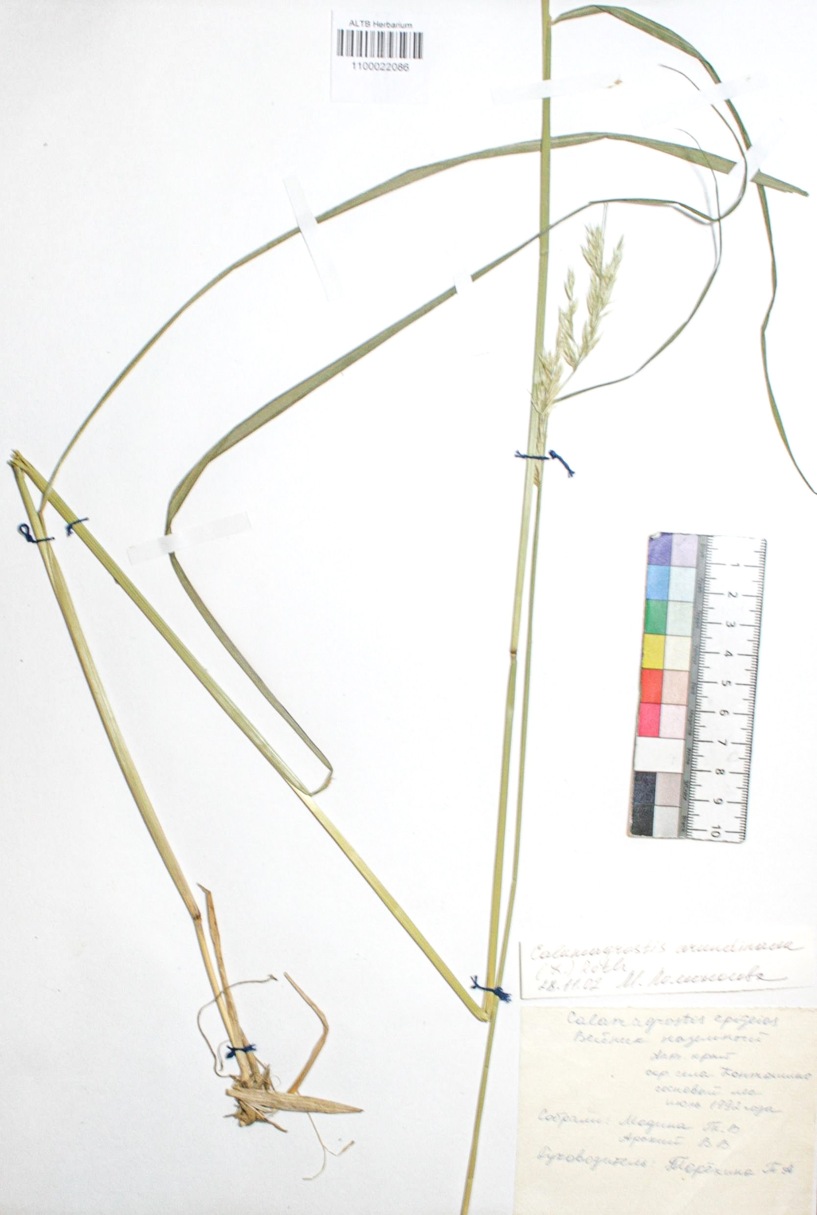 Calamagrostis arundinacea (L.) Roth