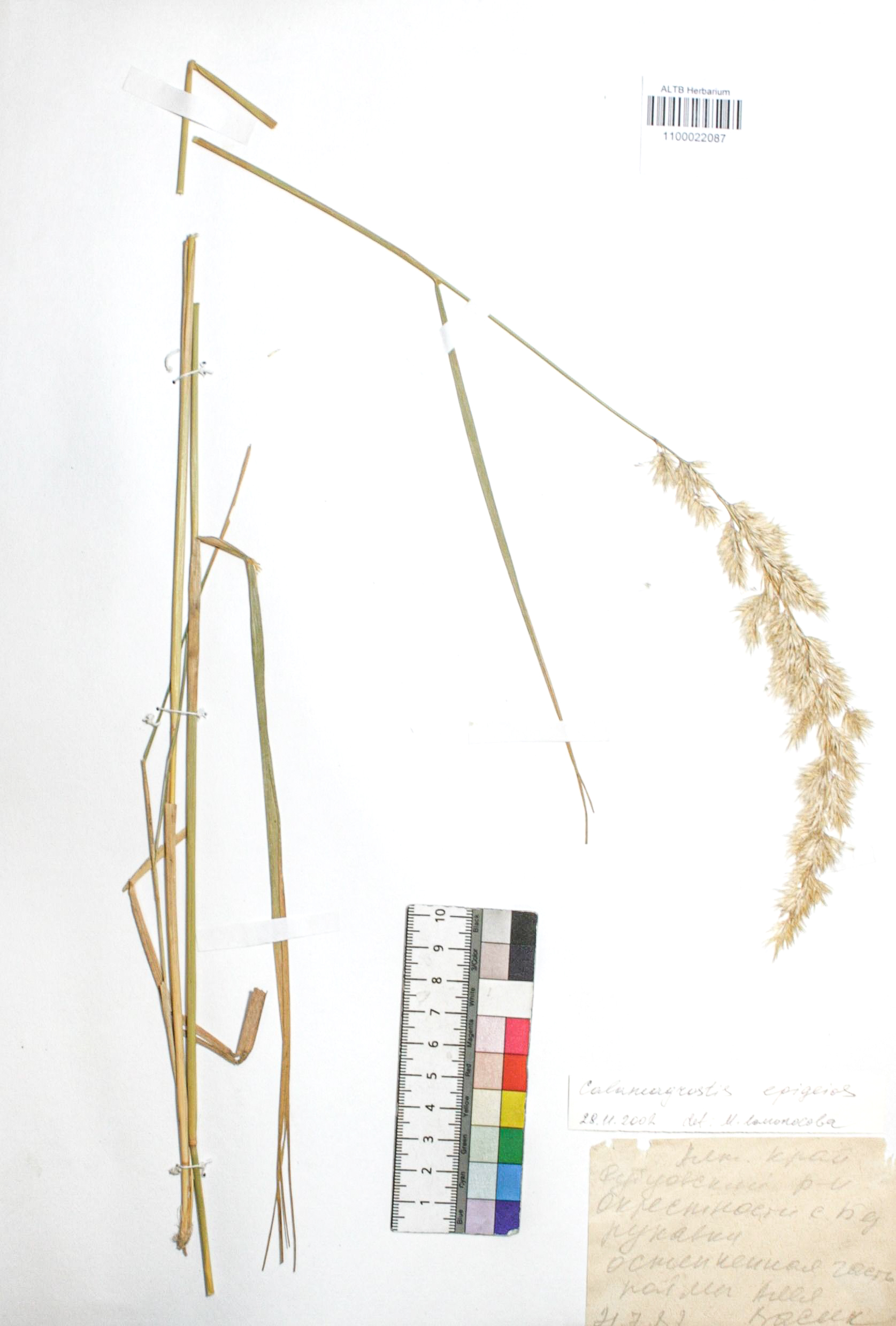Calamagrostis epigejos (L.) Roth