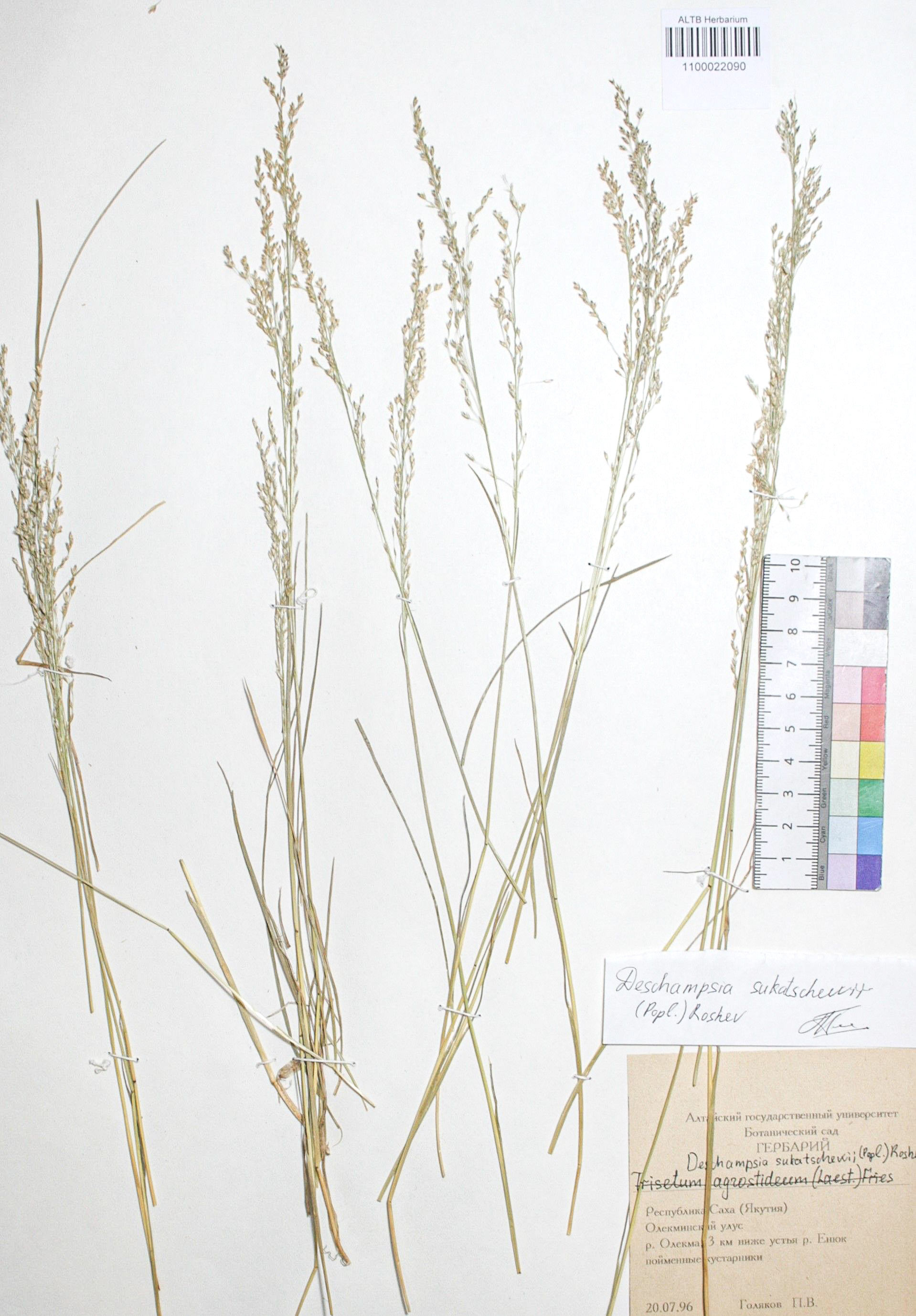 Deschampsia sukatschewii (Popl.) Roshev.