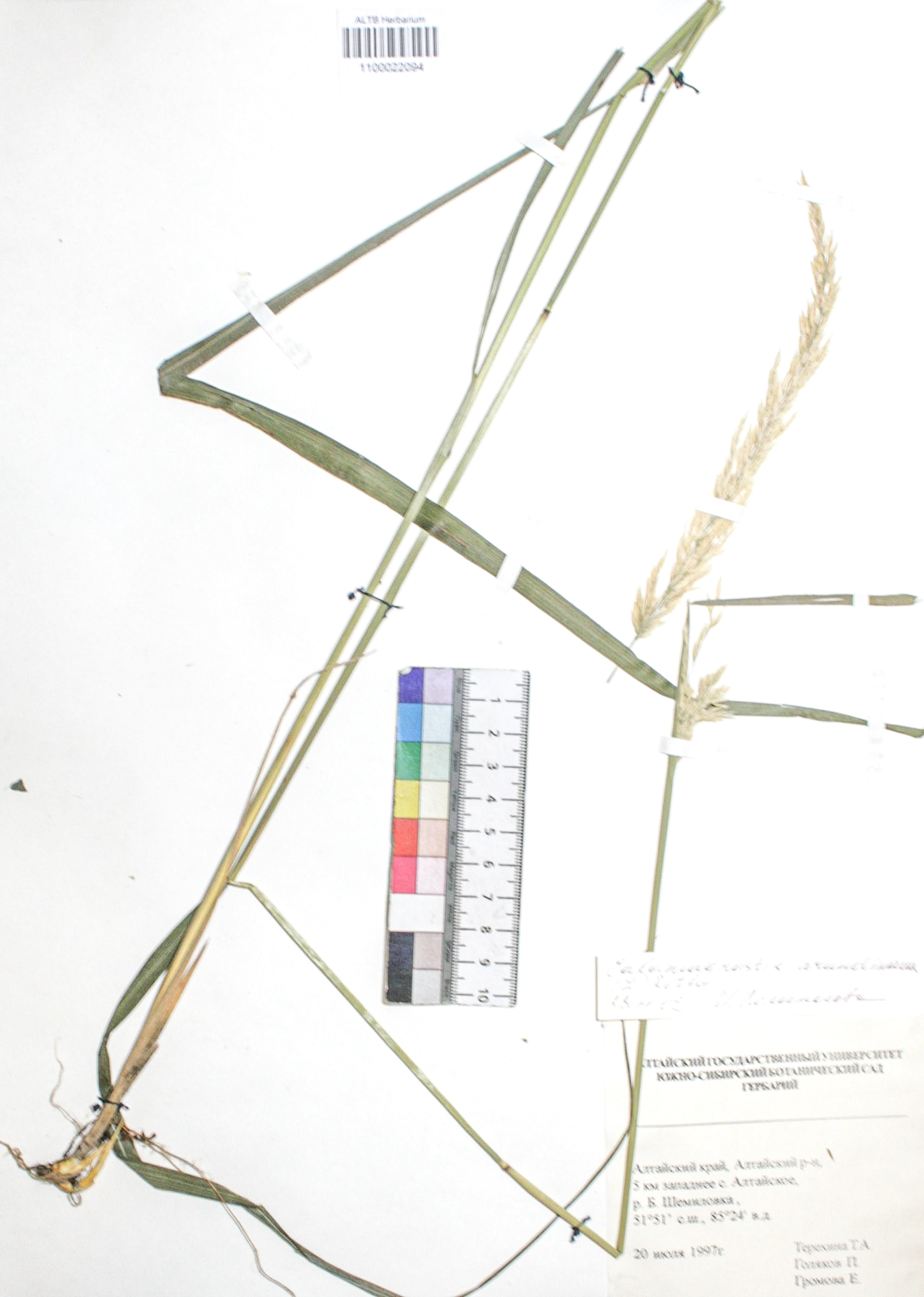 Calamagrostis arundinacea (L.) Roth