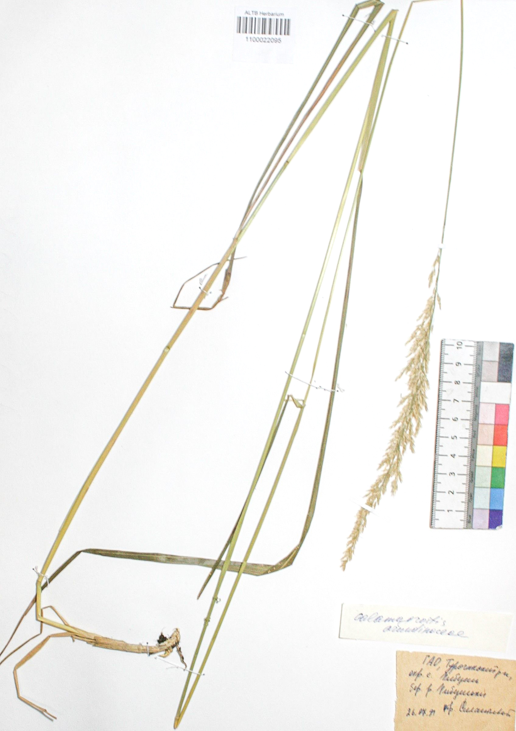 Calamagrostis arundinacea (L.) Roth