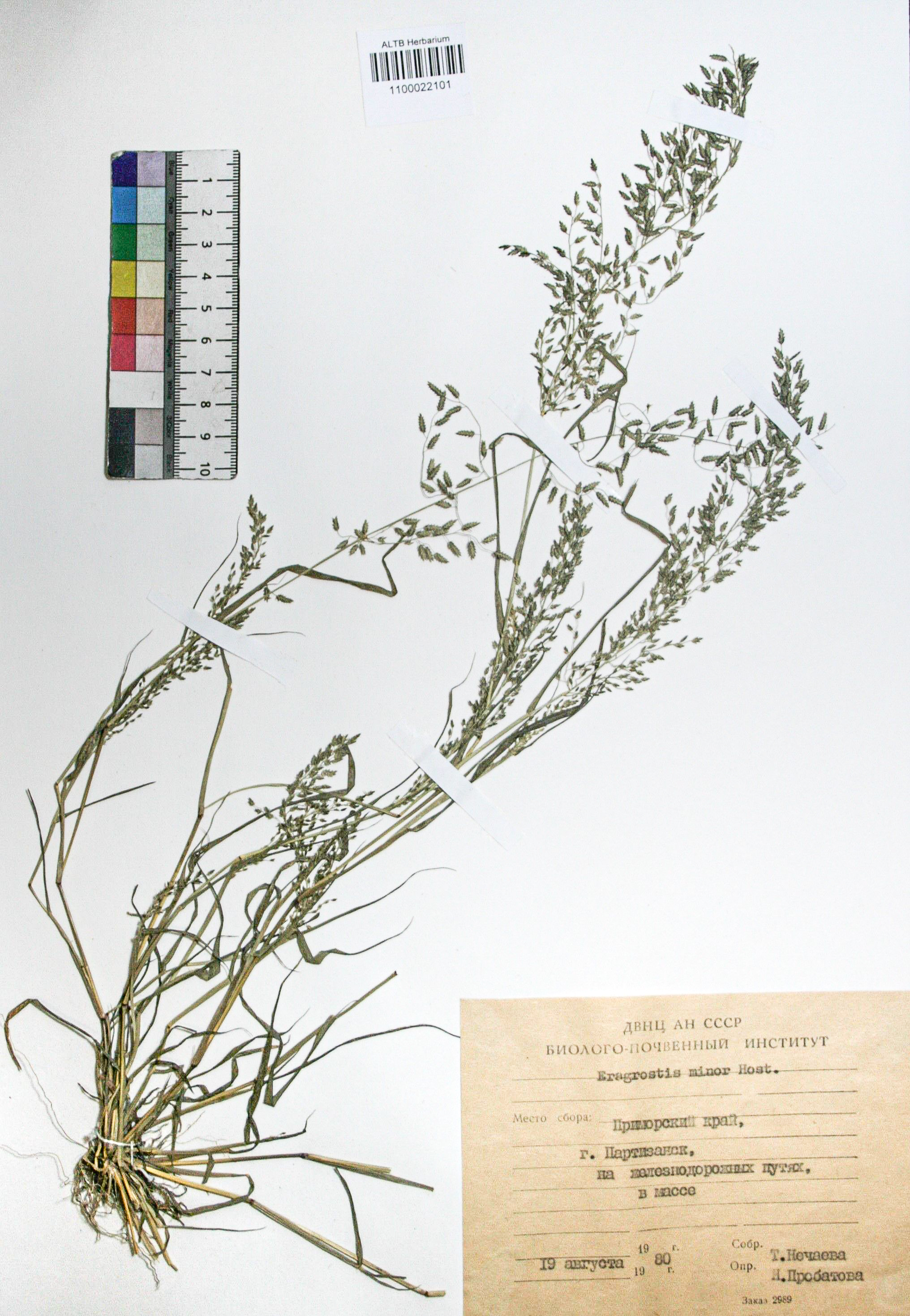 Eragrostis minor Host