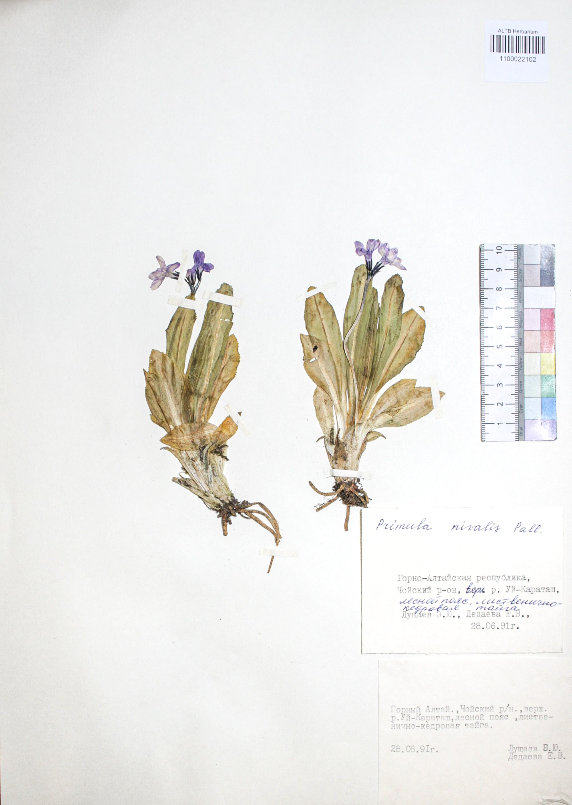 Primula nivalis Pall.
