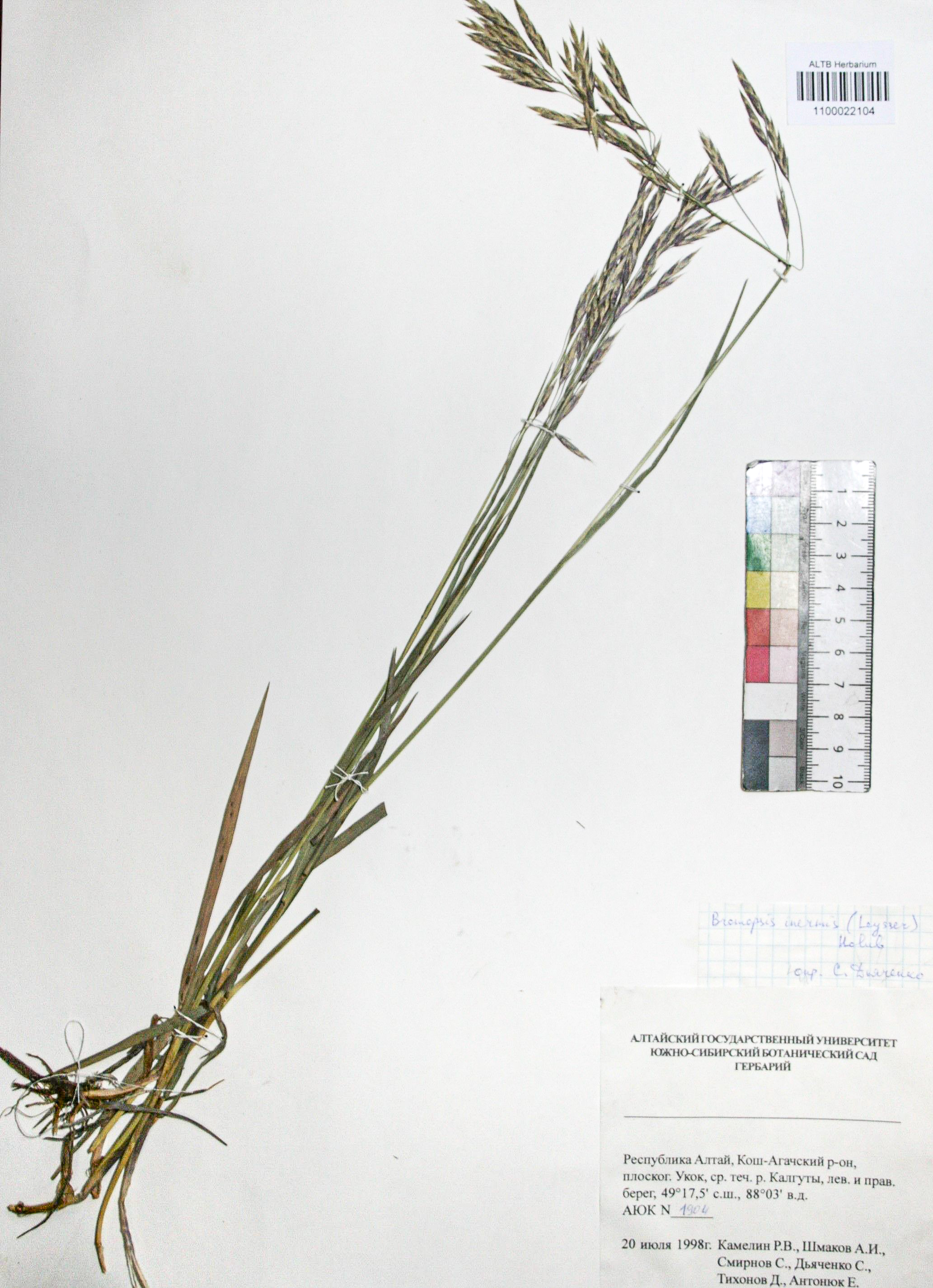 Bromopsis inermis (Leyss.) Holub. 