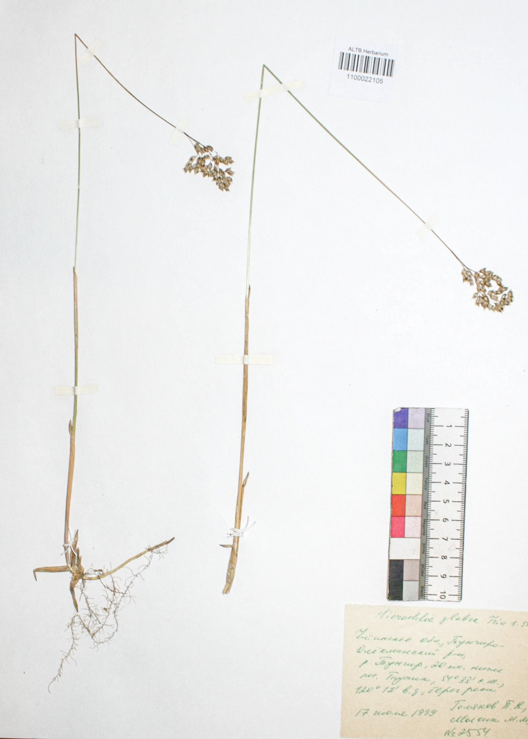 Hierochloe glabra Trin. s. str.