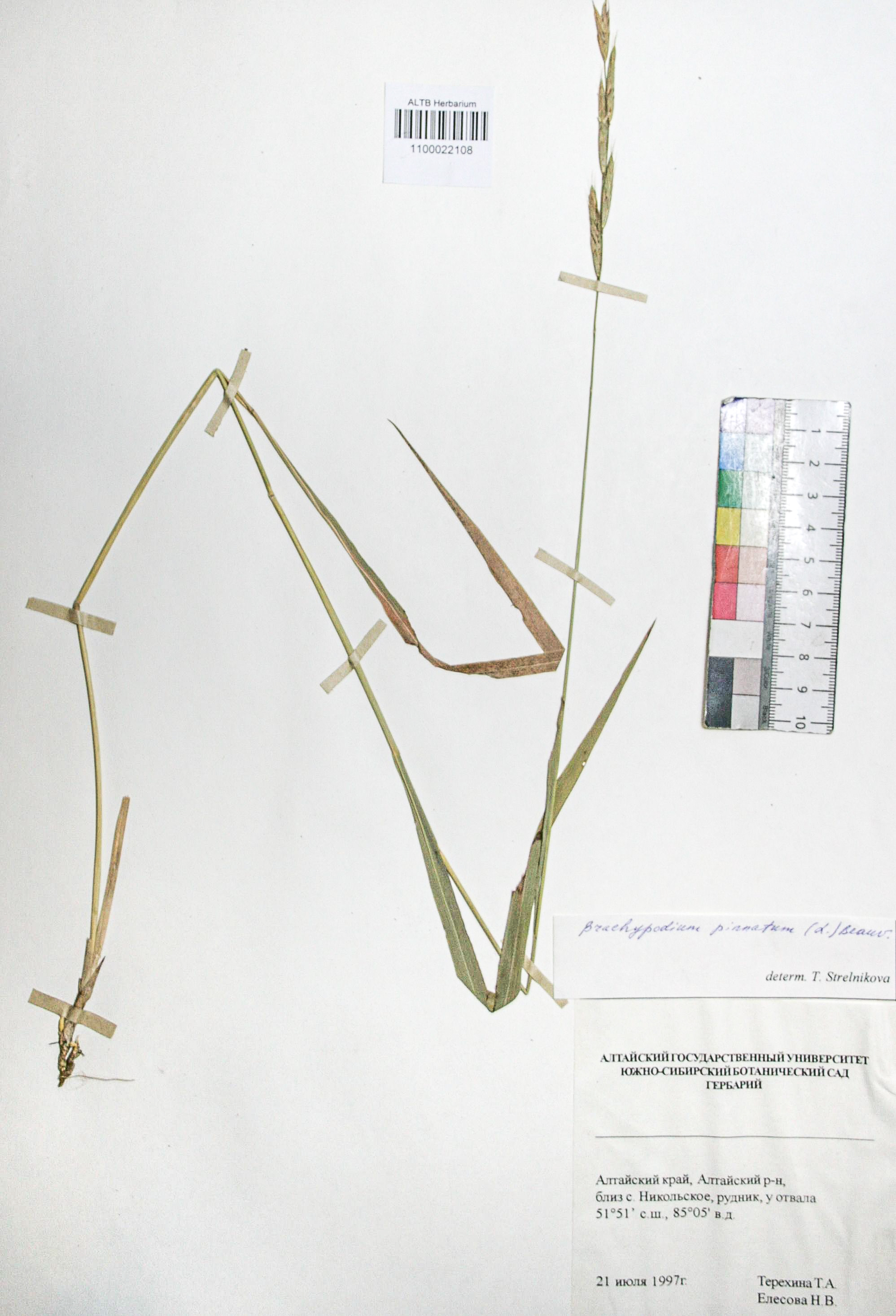 Brachypodium pinnatum (L.) Beauv. 