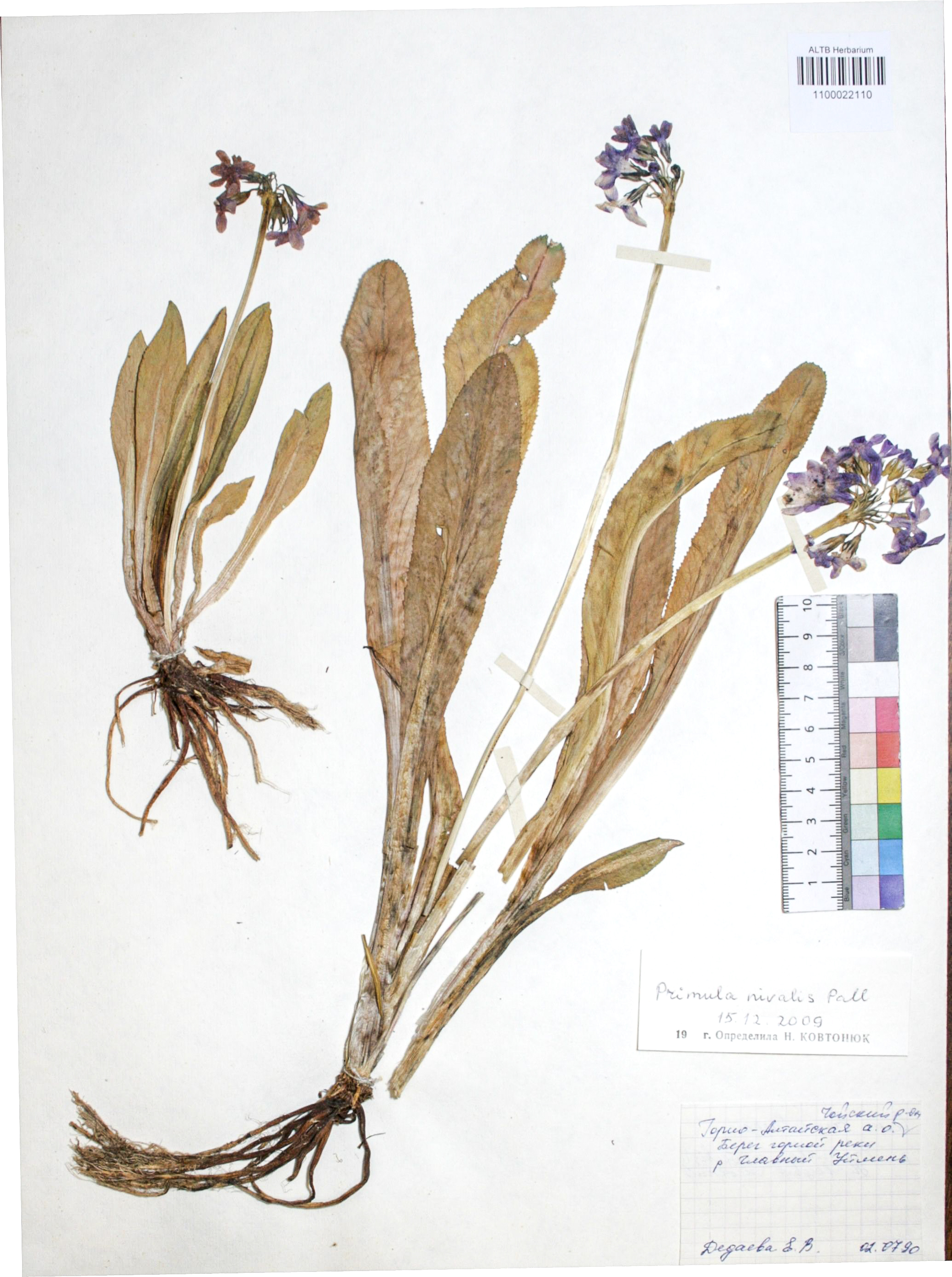 Primula nivalis Pall.