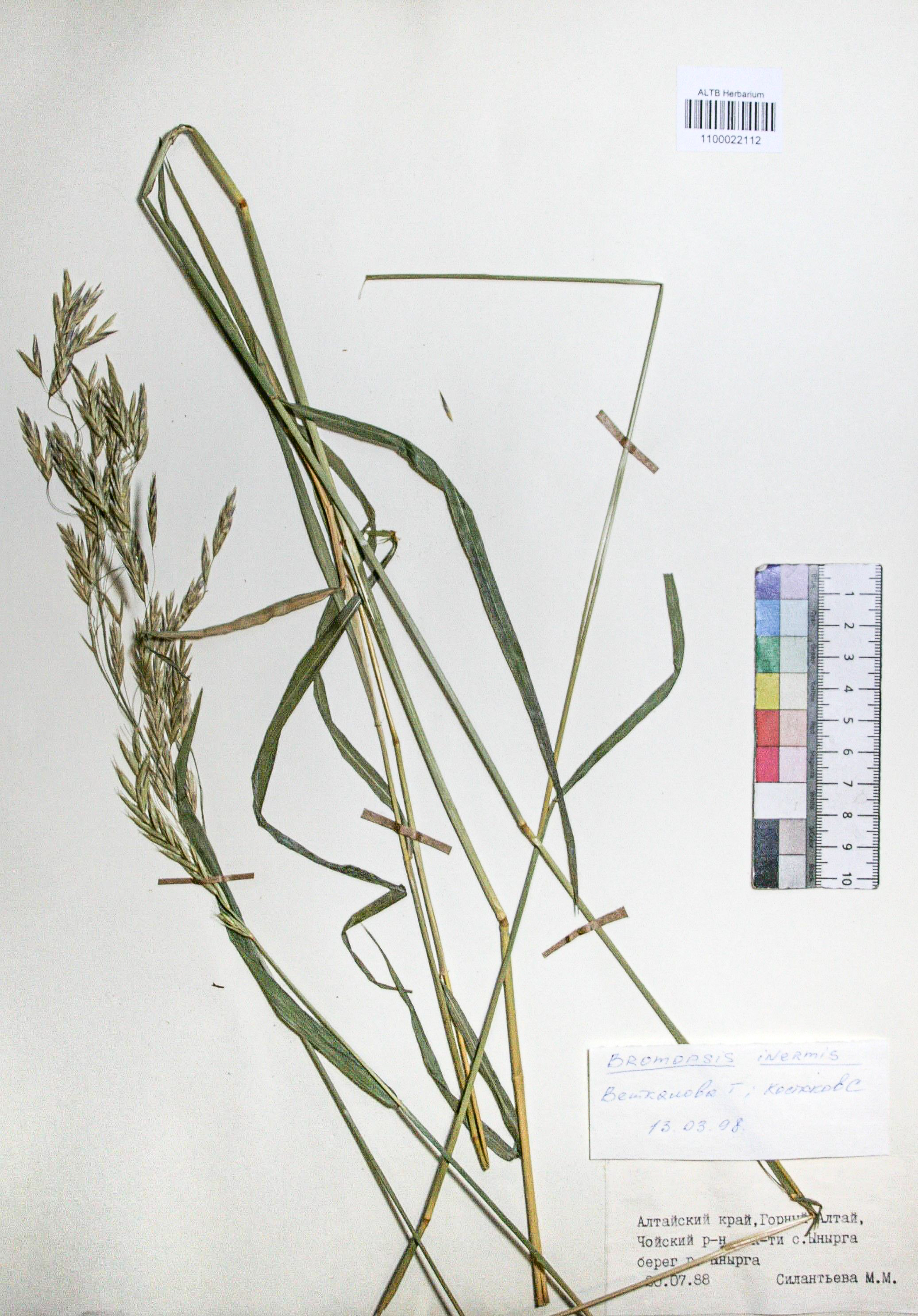 Bromopsis inermis (Leyss.) Holub. 