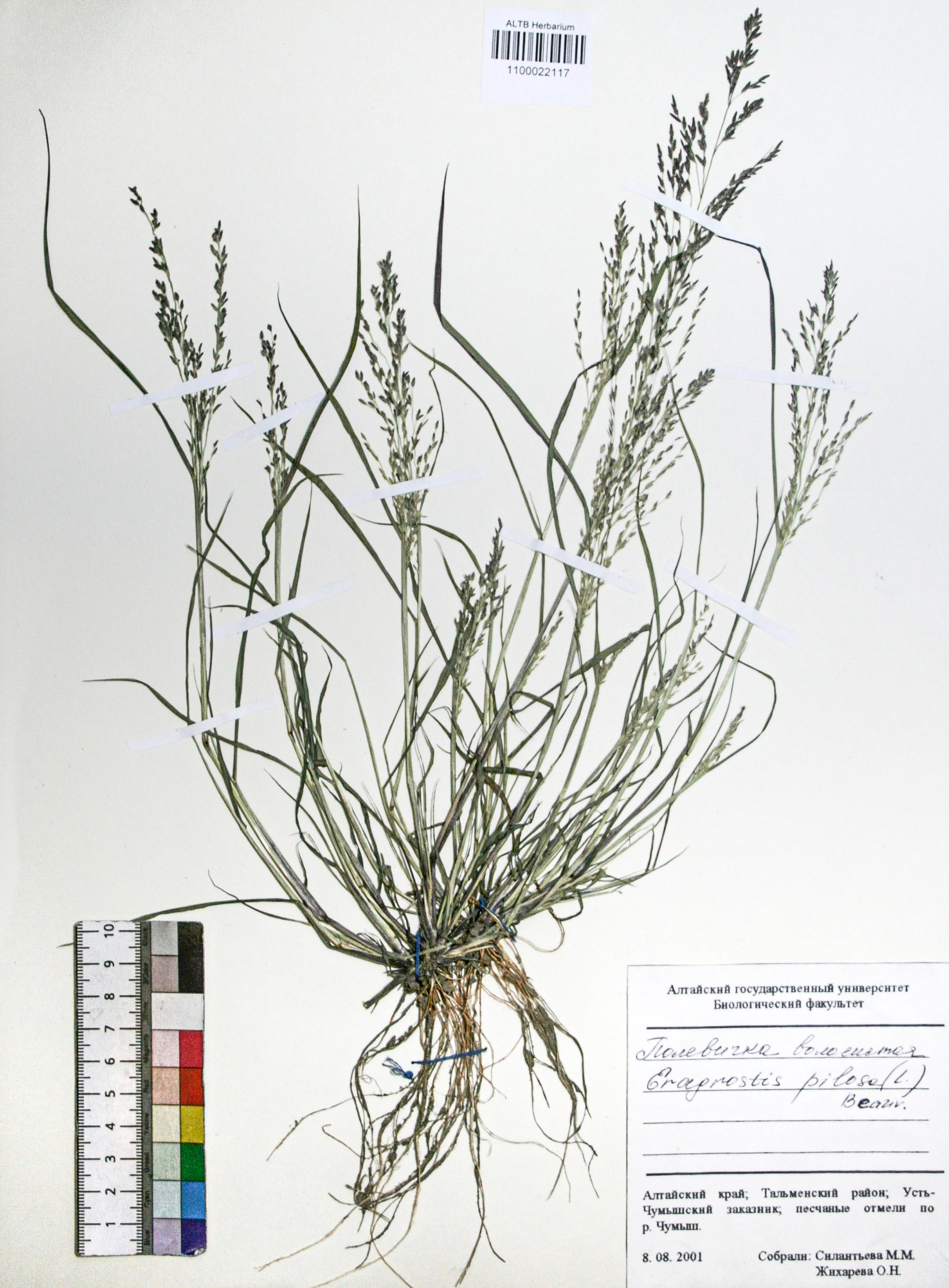 Eragrostis pilosa (L.) P. Beauv.