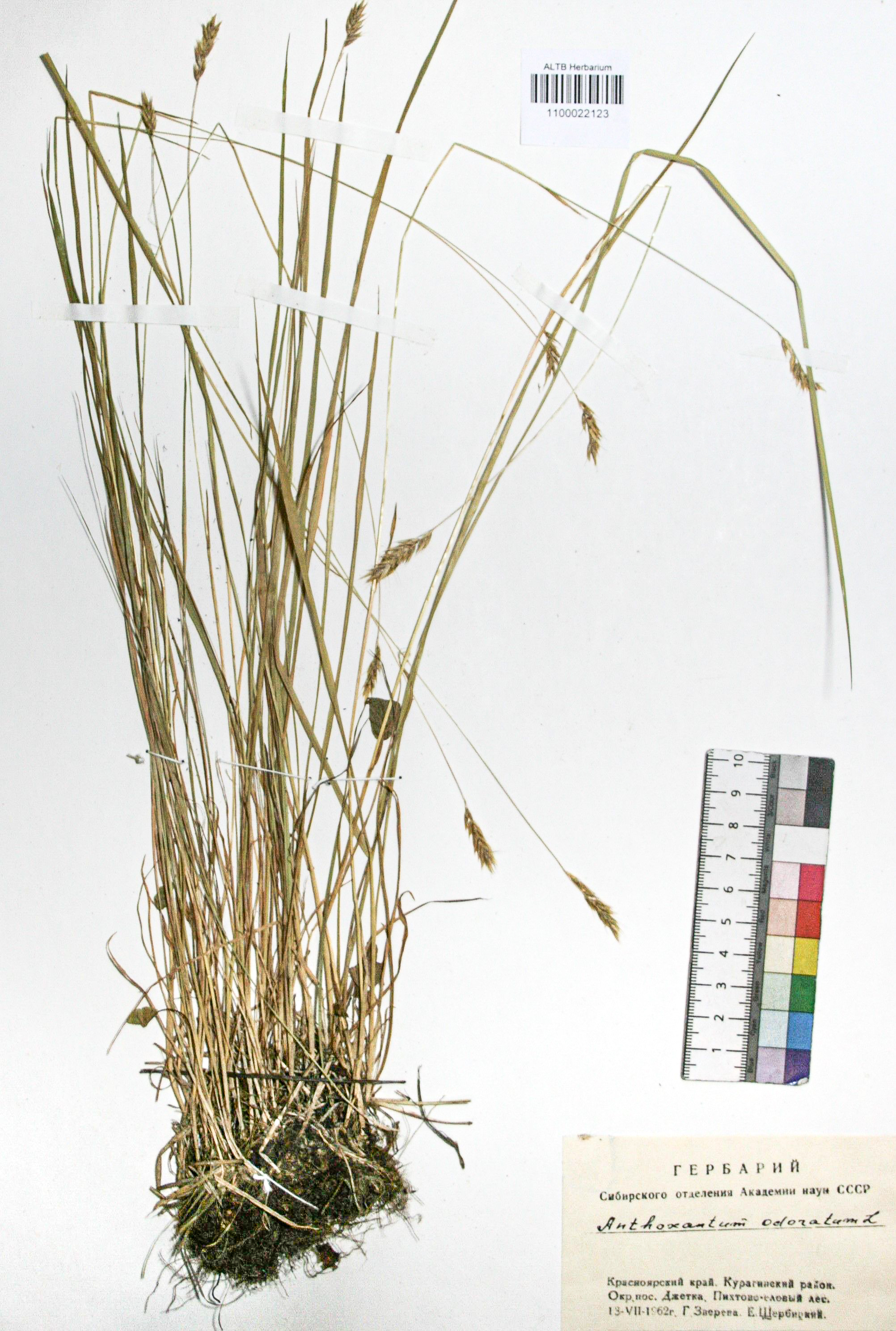 Anthoxanthum odoratum L.