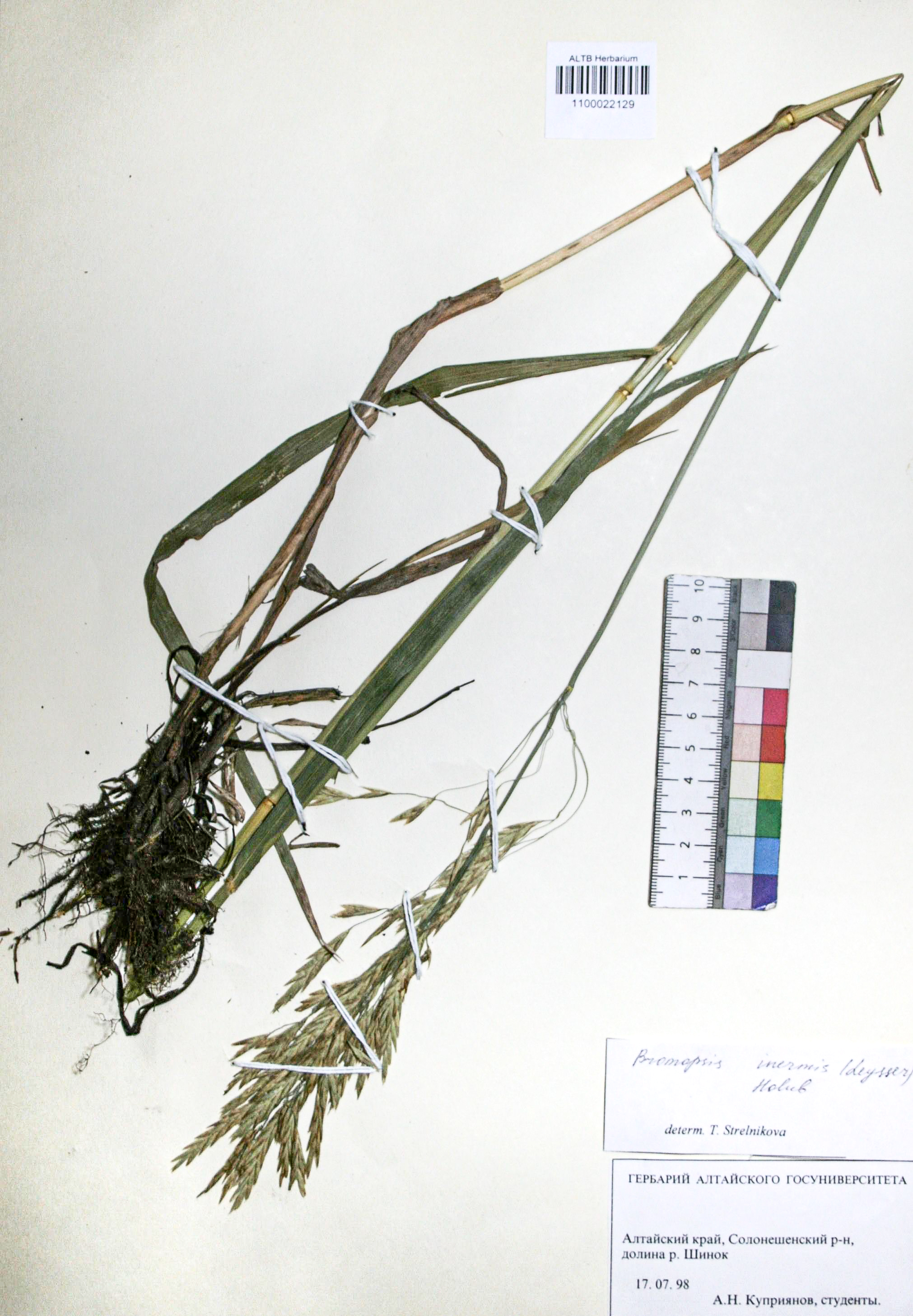 Bromopsis inermis (Leyss.) Holub. 