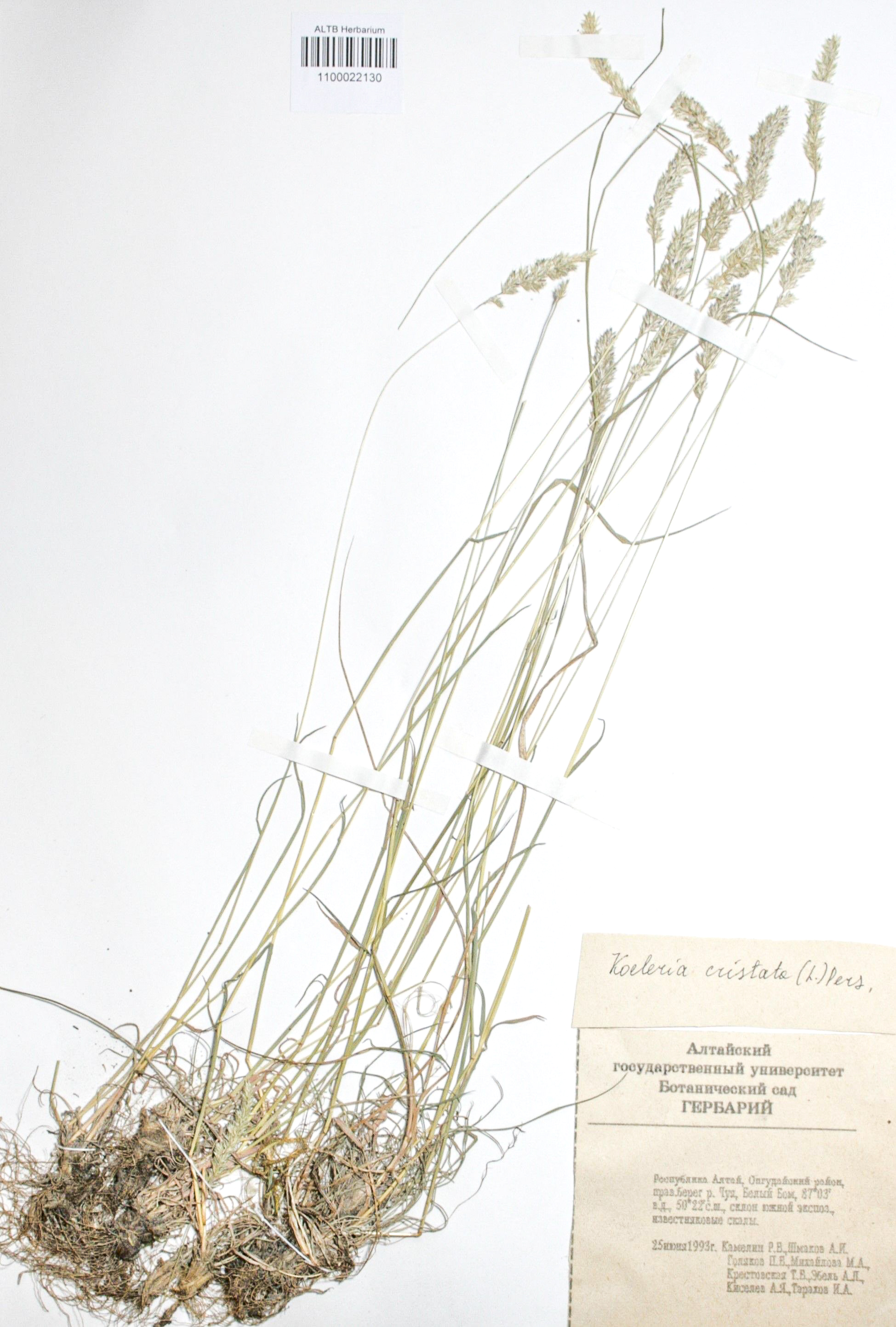 Koeleria cristata (L.) Pers. s. str.