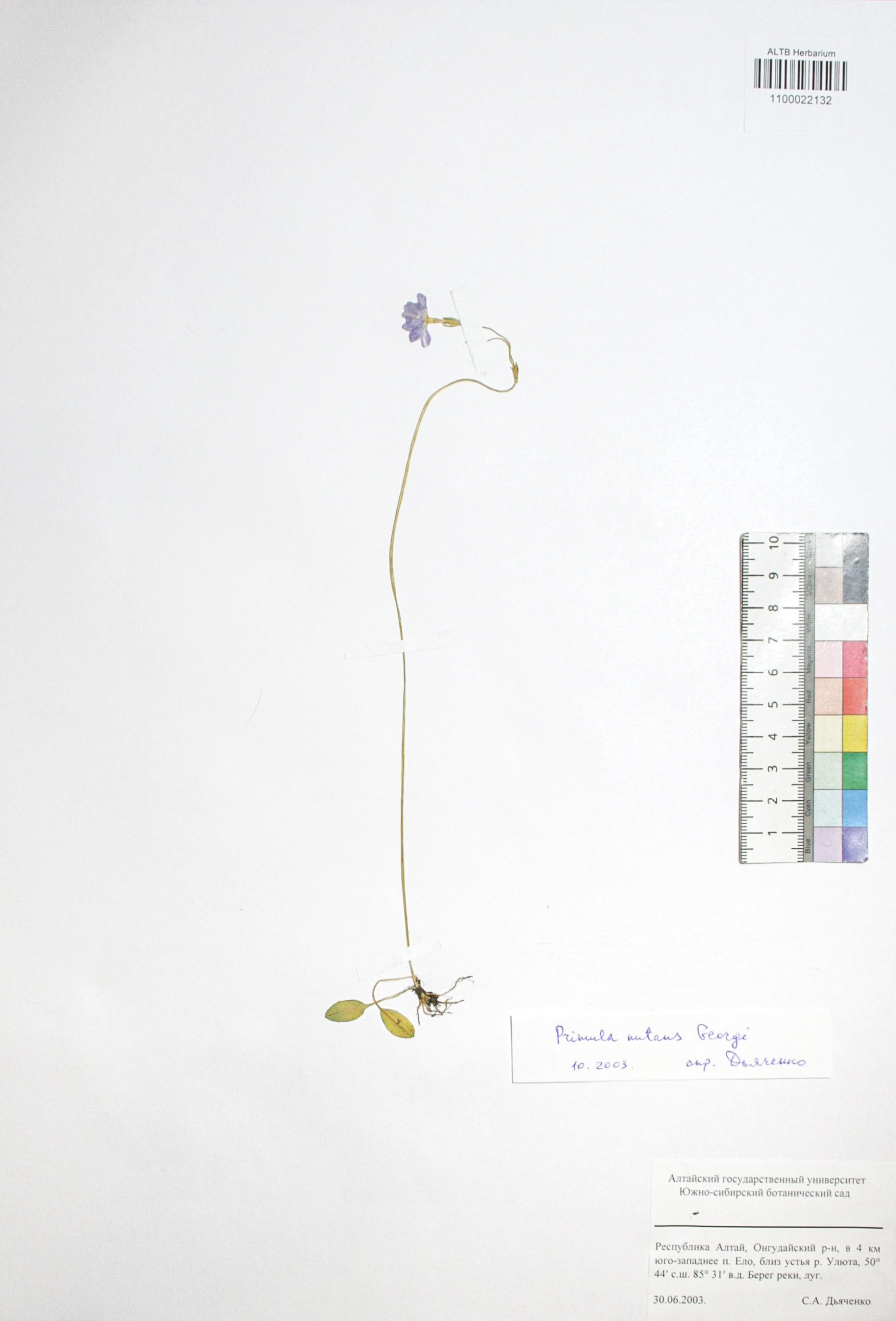 Primula nutans Georgi