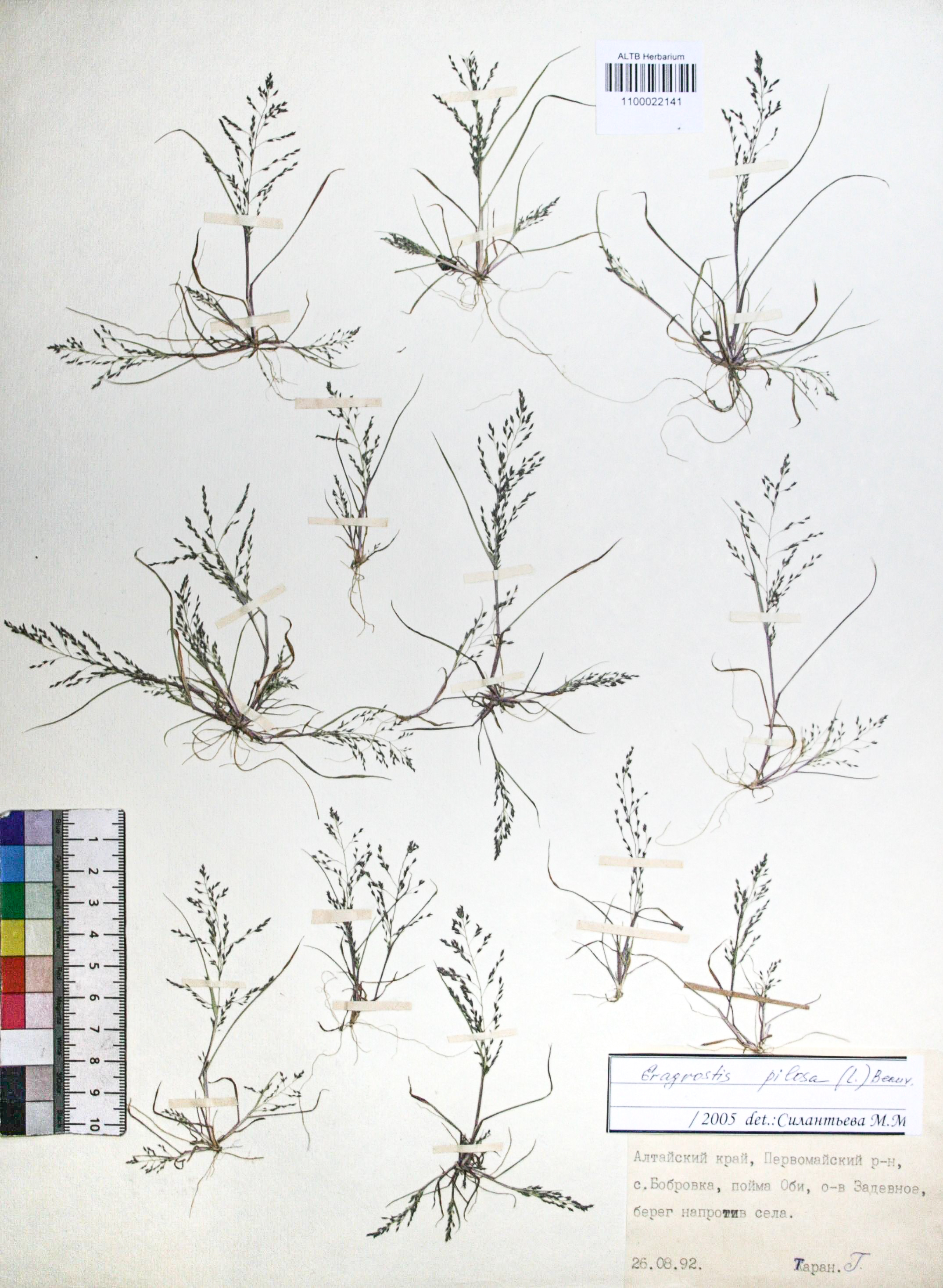 Eragrostis amurensis Prob.