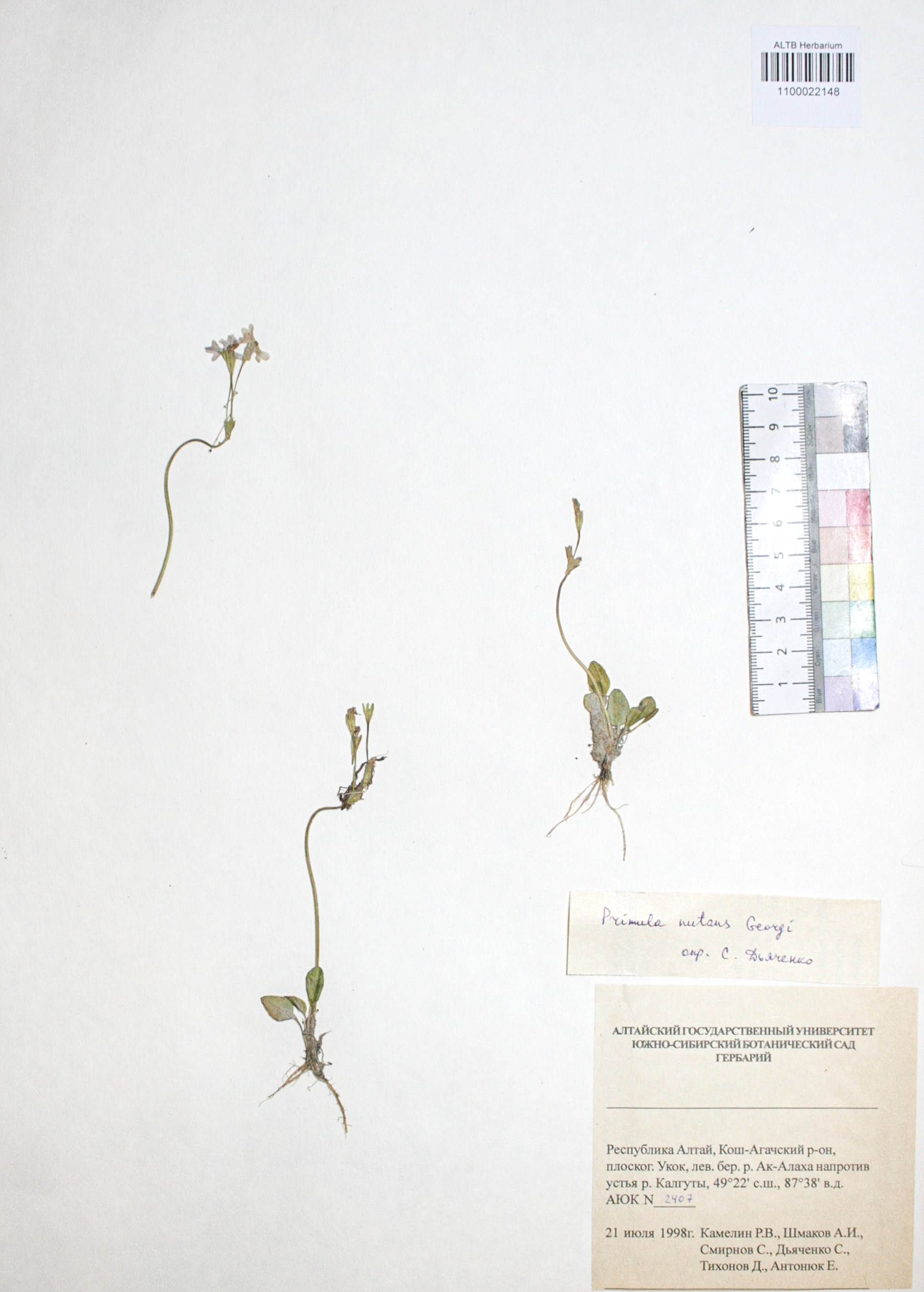 Primula nutans Georgi