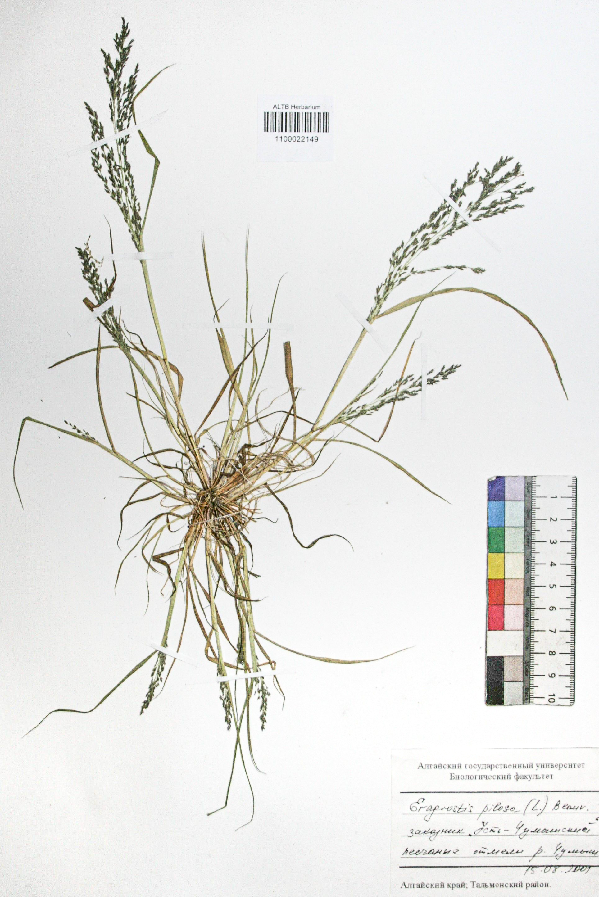 Eragrostis pilosa (L.) P. Beauv.