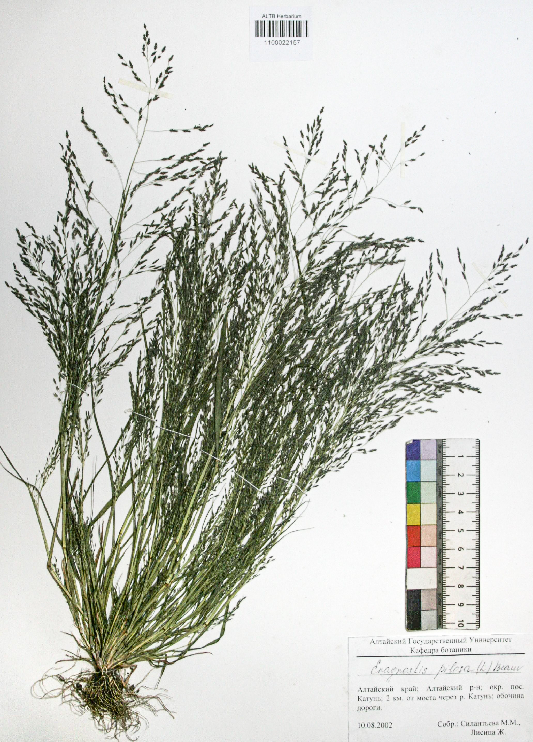 Eragrostis pilosa (L.) P. Beauv.