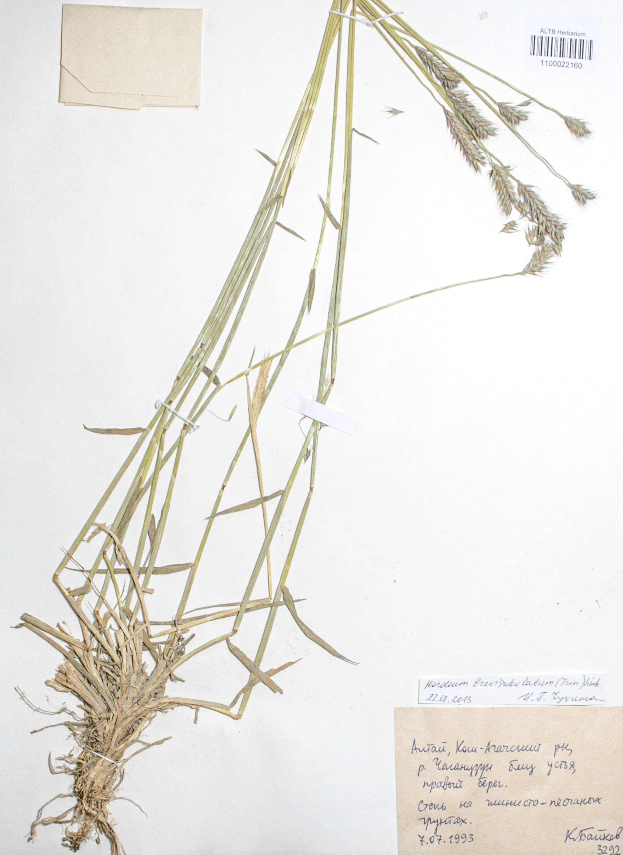 Hordeum brevisubulatum (Trin. ) Link
