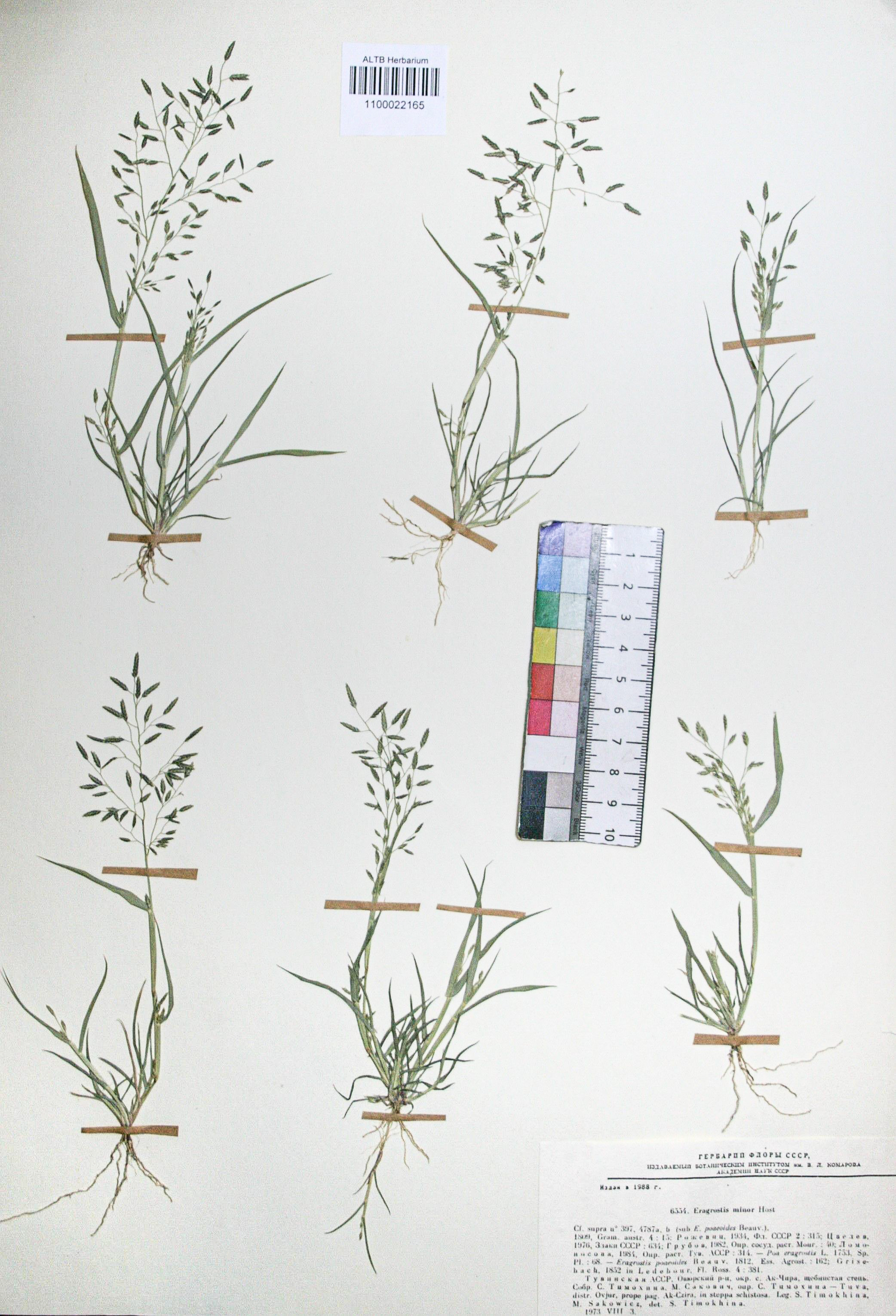 Eragrostis minor Host