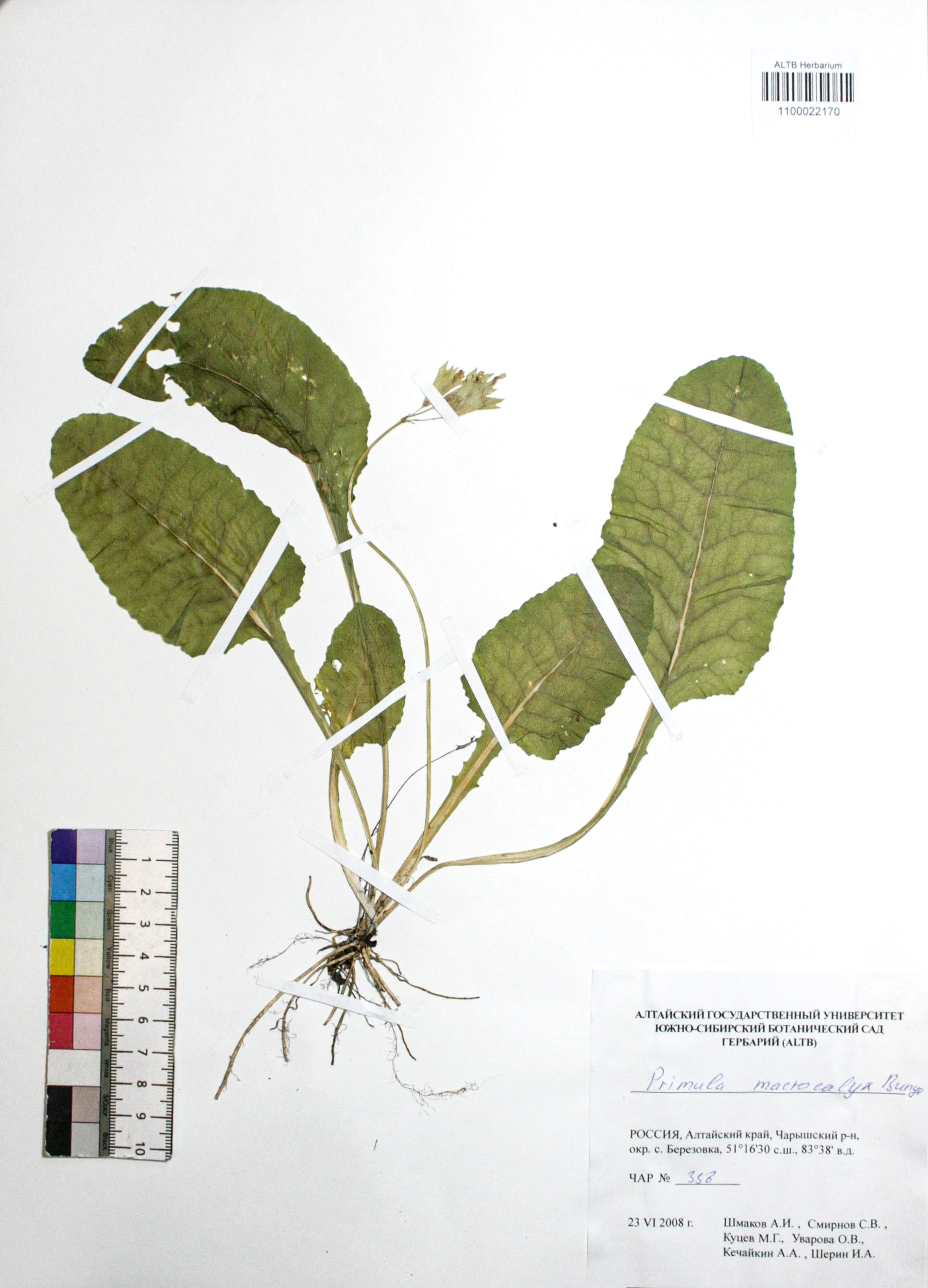 Primula macrocalyx Bunge