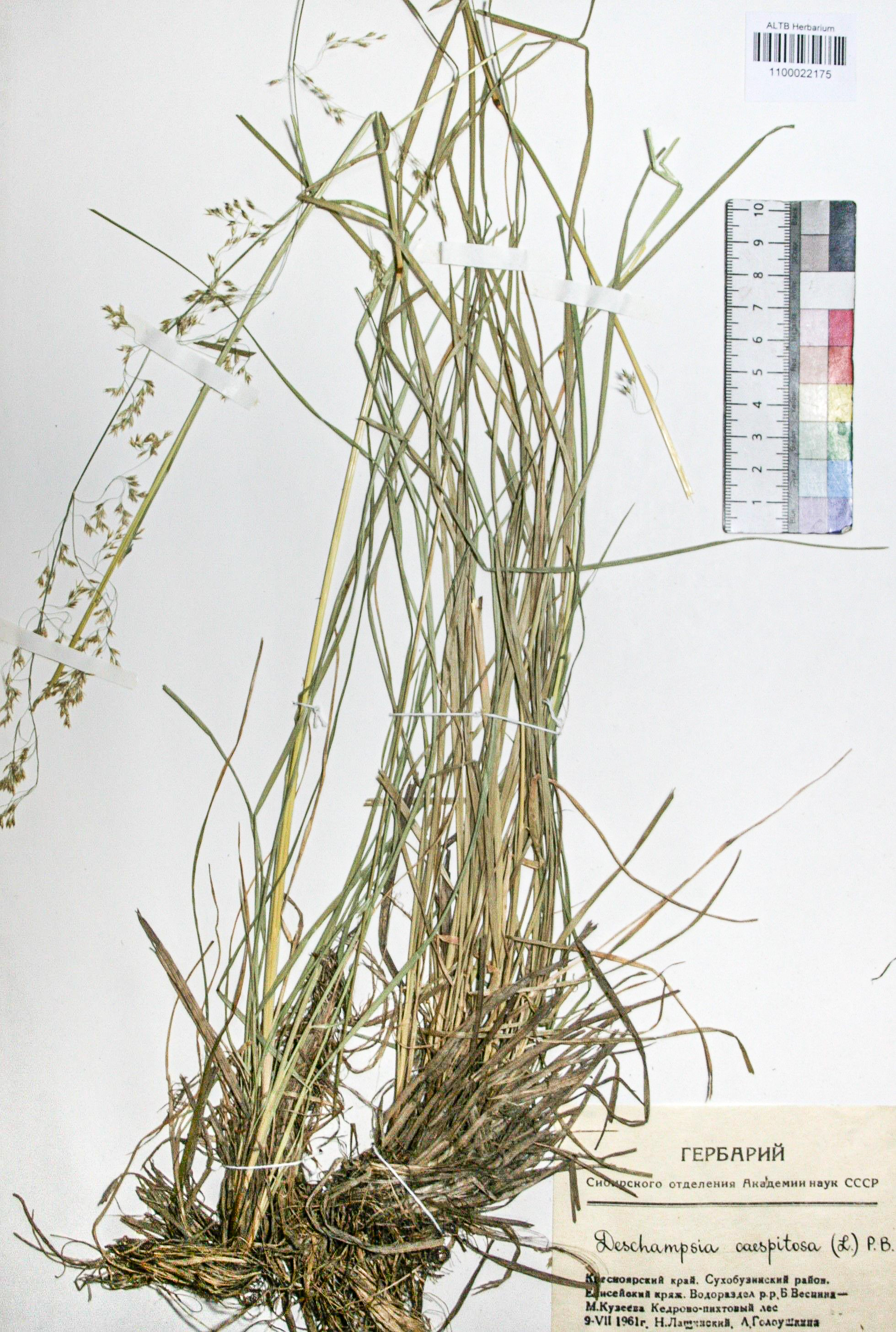 Deschampsia caespitosa (L.) Beauv.