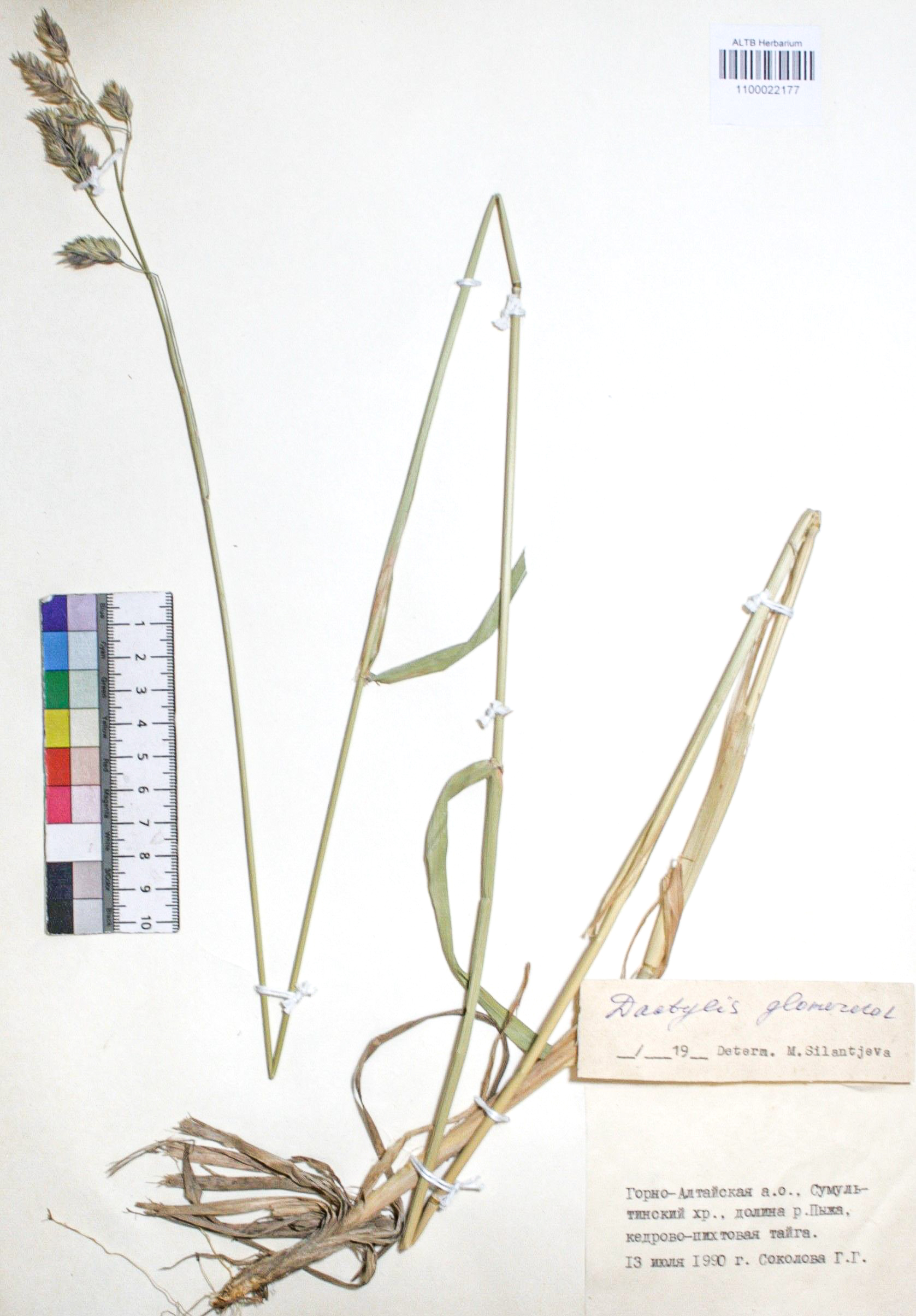 Dactylis glomerata L.