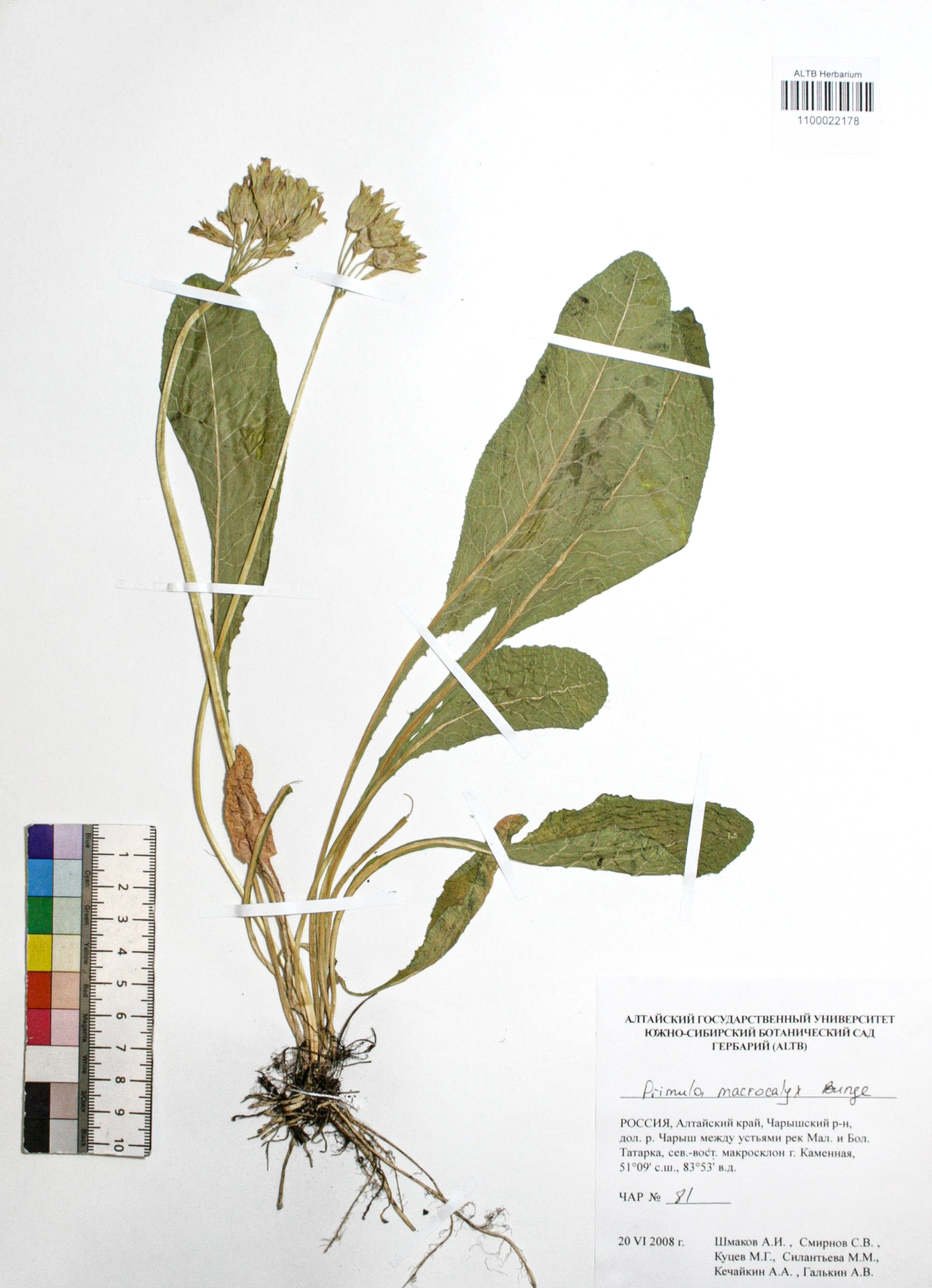 Primula macrocalyx Bunge