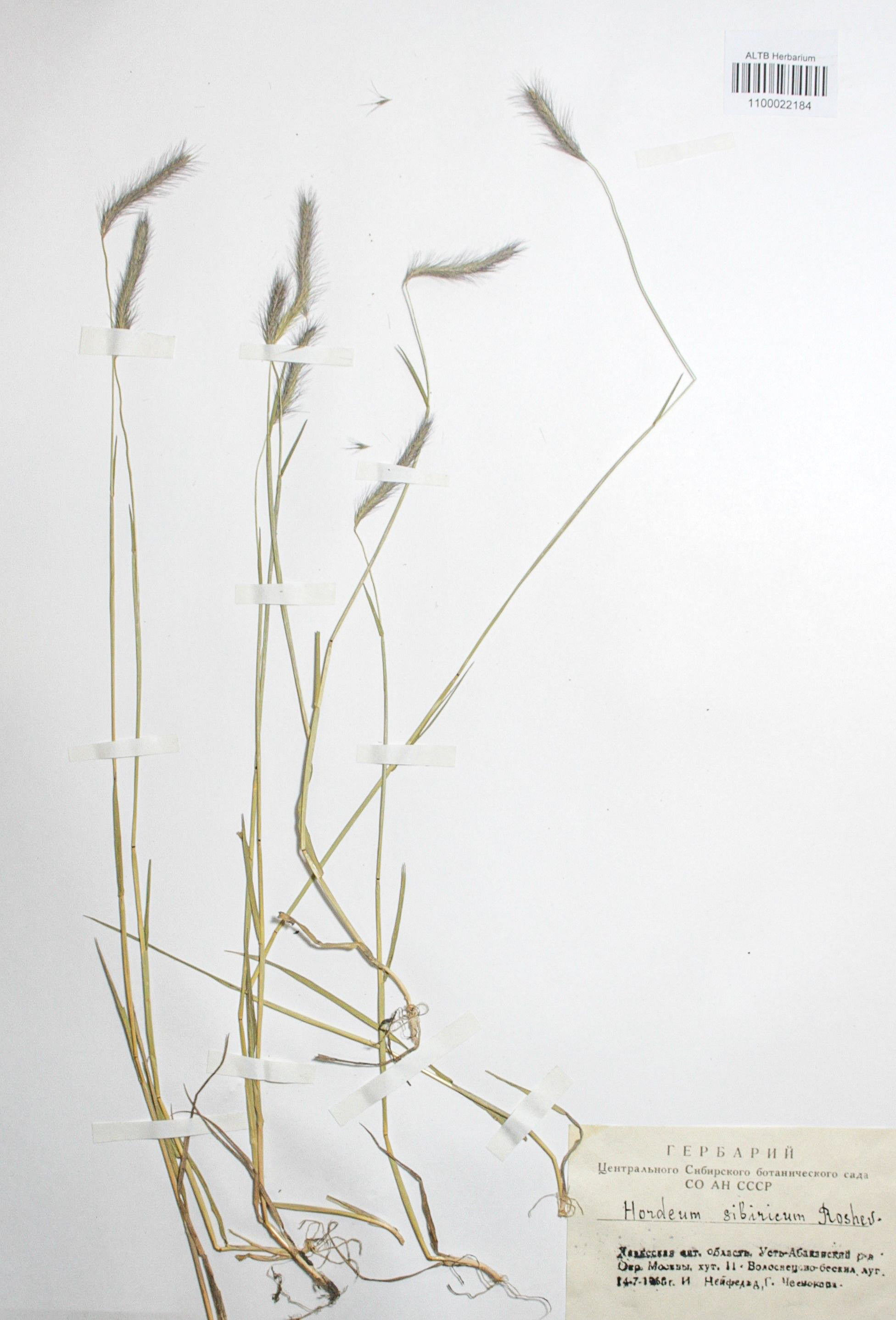 Hordeum sibiricum Roshev.