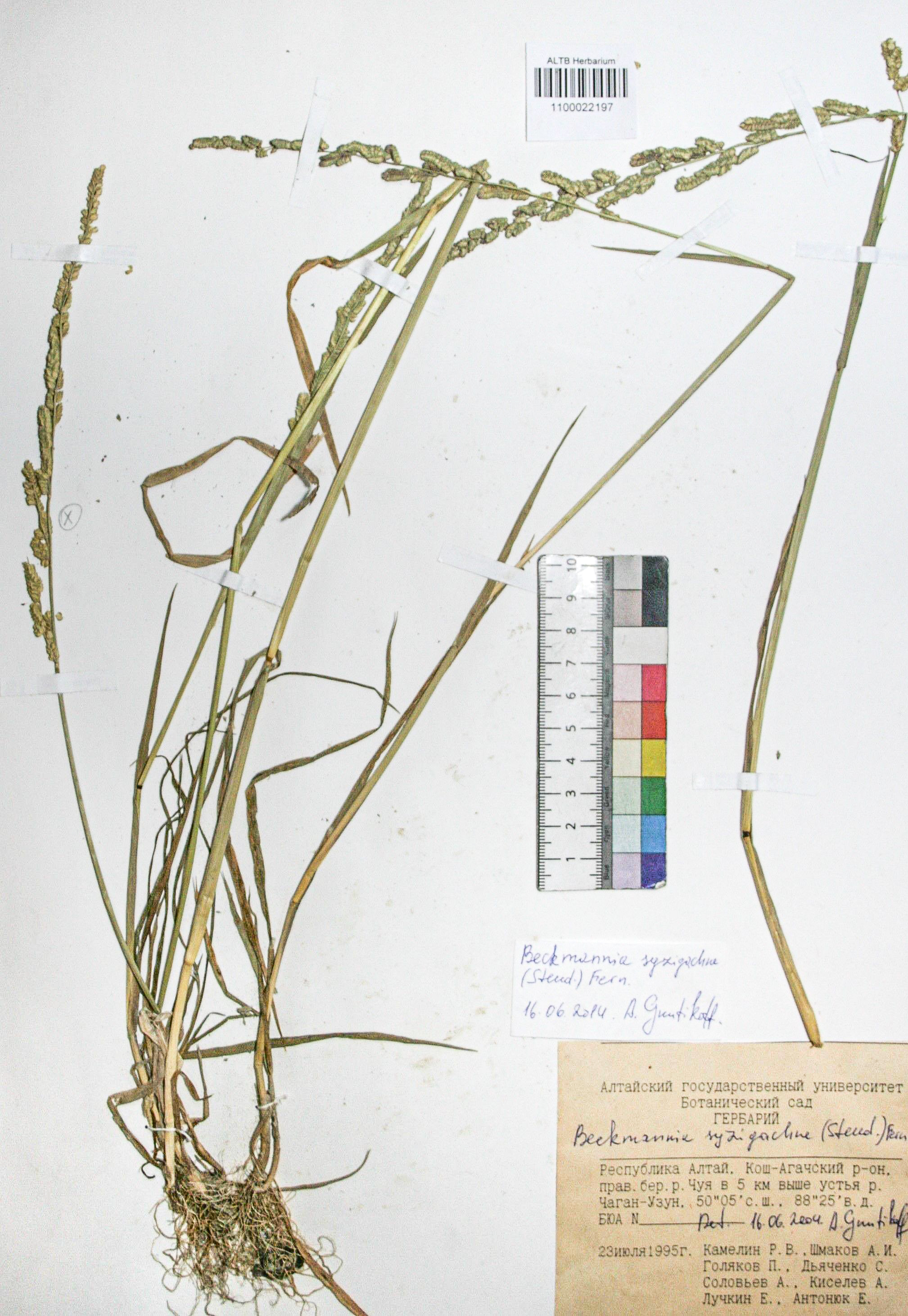 Beckmannia syzigachne (Steud.) Fern.