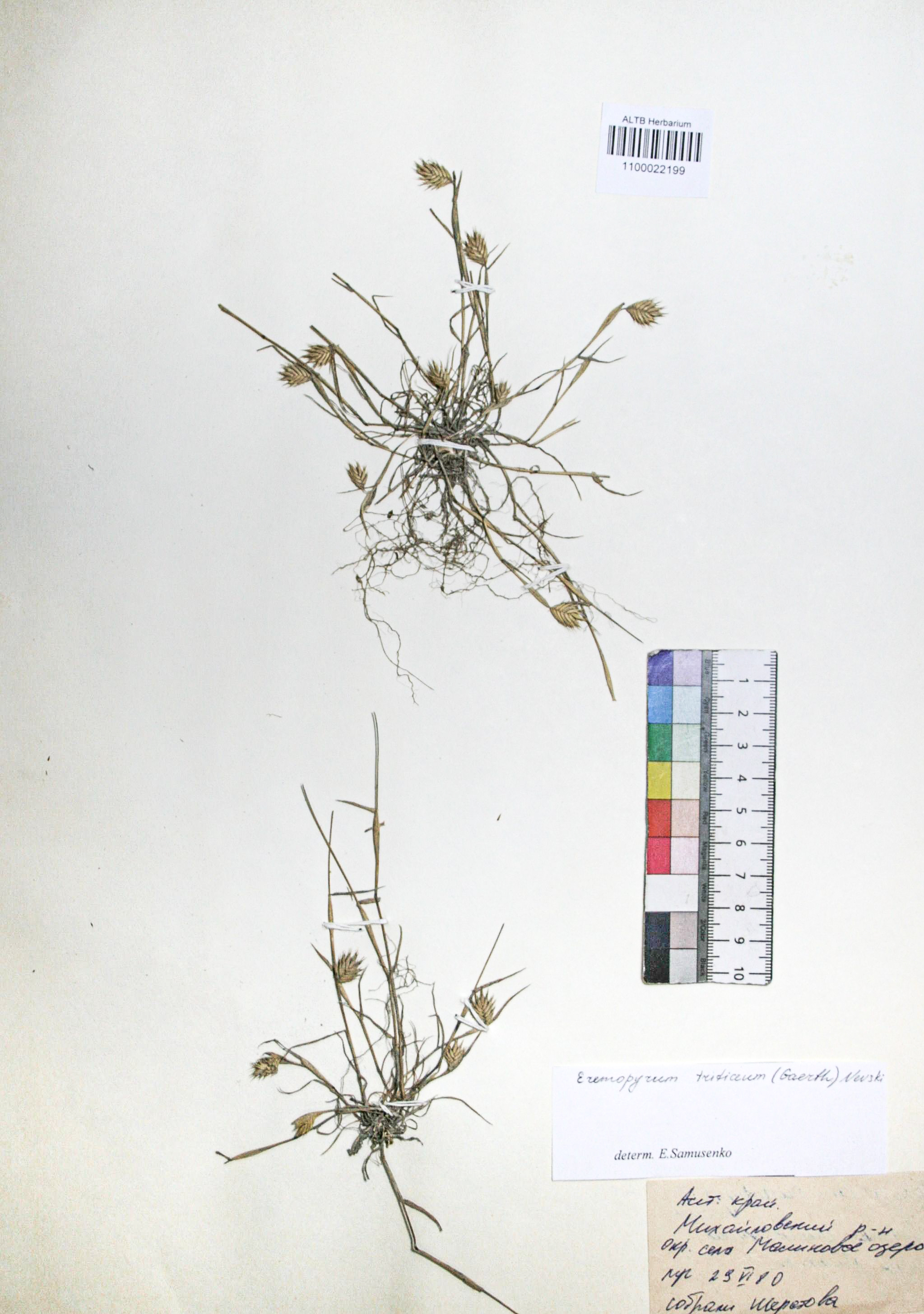 Eremopyrum triticeum (Gaertn.) Nevski